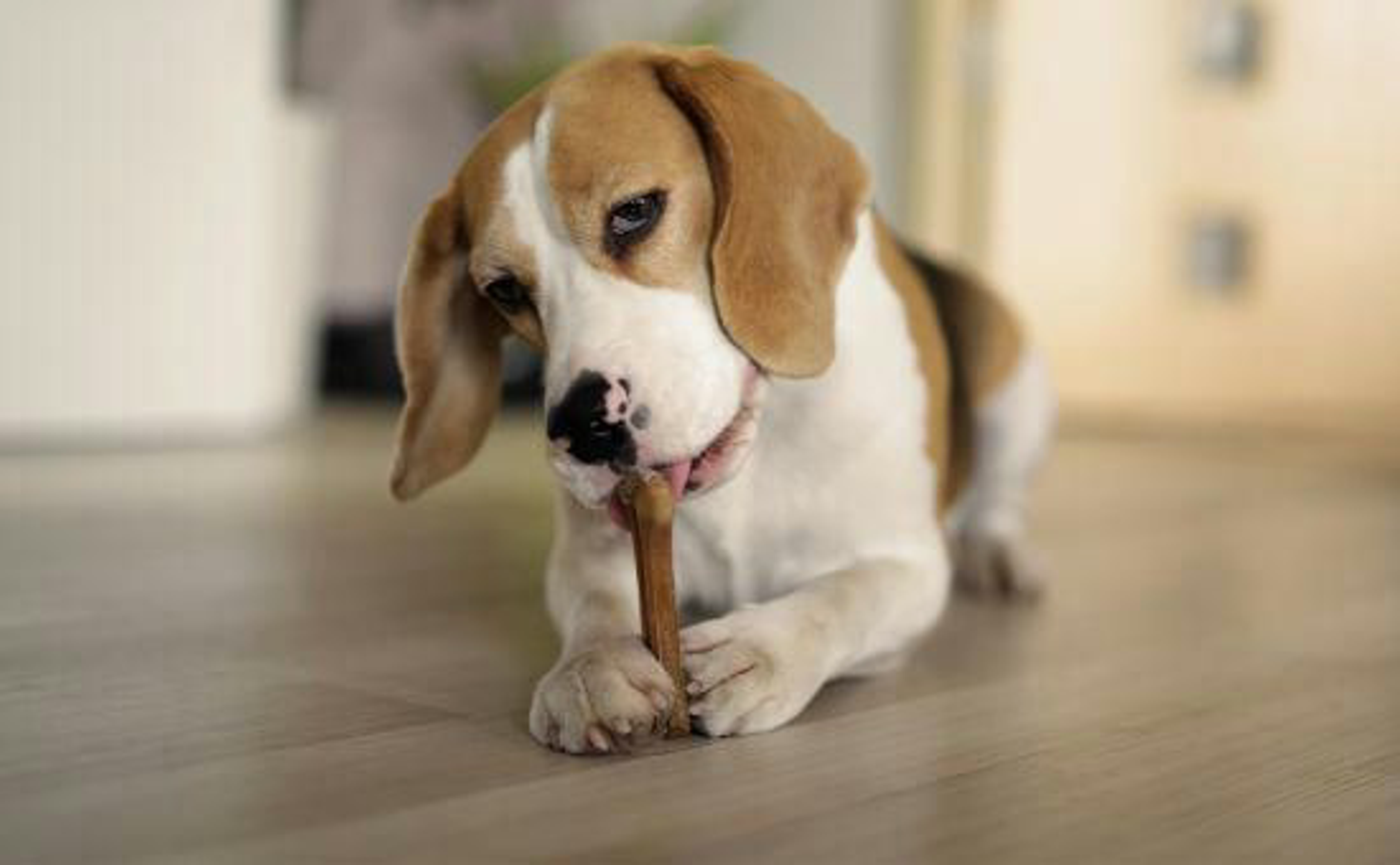 Hund_Blaehungen_shutterstock_2079657898_Beitragsbild2