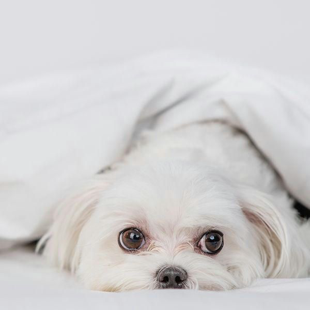 Hund Blaehungen Shutterstock 2107865717 Vorschaubild 600x600