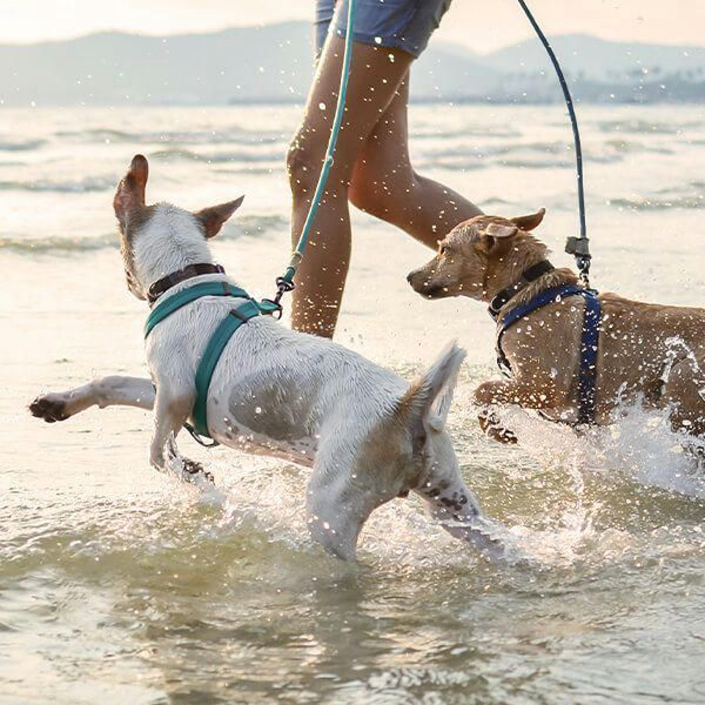 Hund Abkuehlung Shutterstock 584728828 Vorschaubild 600x600tp