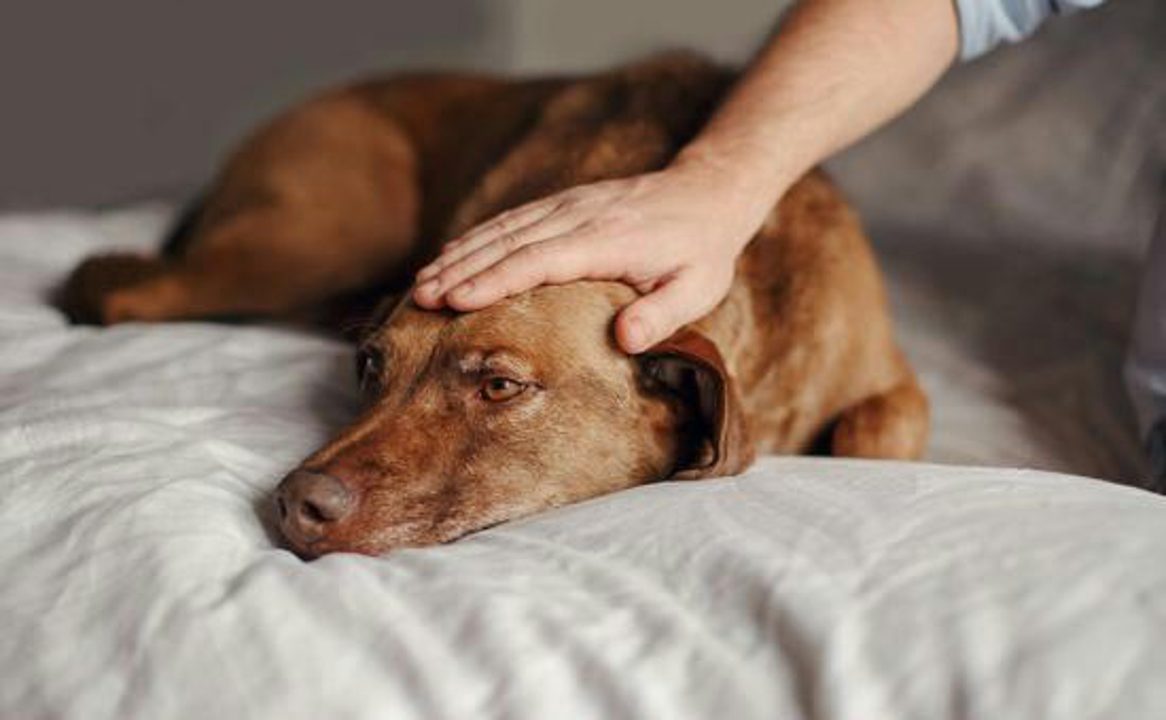 Hund_Abkuehlung_shutterstock_1662797308_Beitragsbild5tp