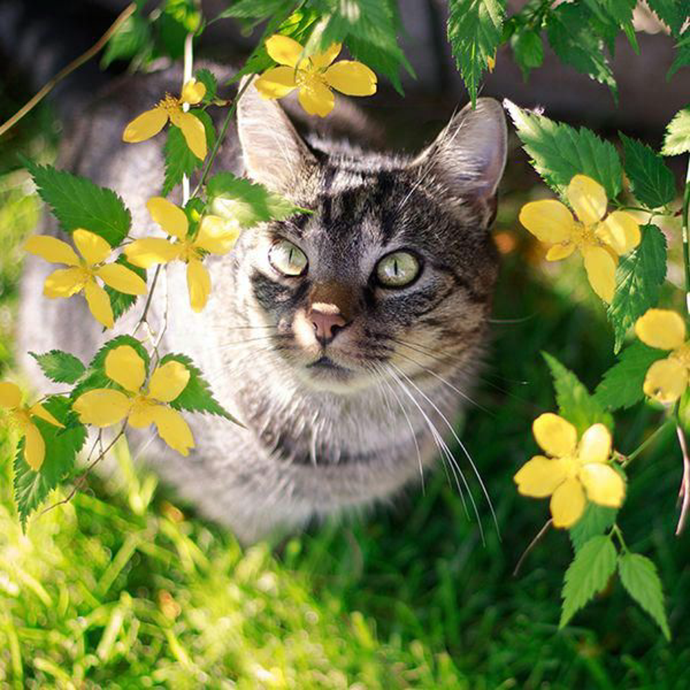 Katze Eis Selbermachen Shutterstock 2129095079 Vorschaubild 600x600