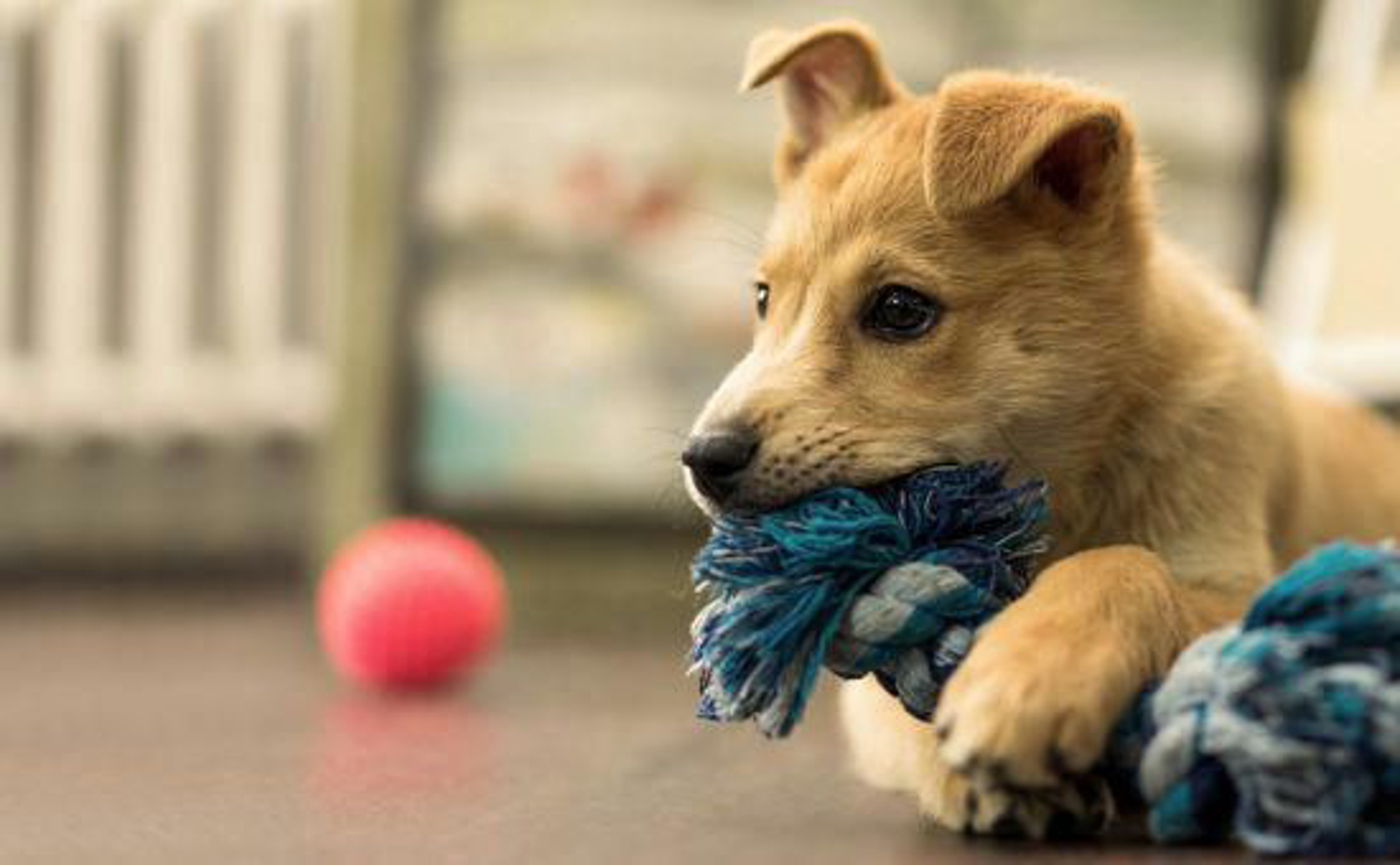 Hund_Zahnwechsel_shutterstock_1066217885_Beitragsbild_970x600