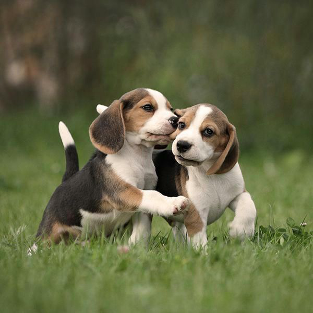 Hund Zahnwechsel Shutterstock 2067001010 Vorschaubild 600x600