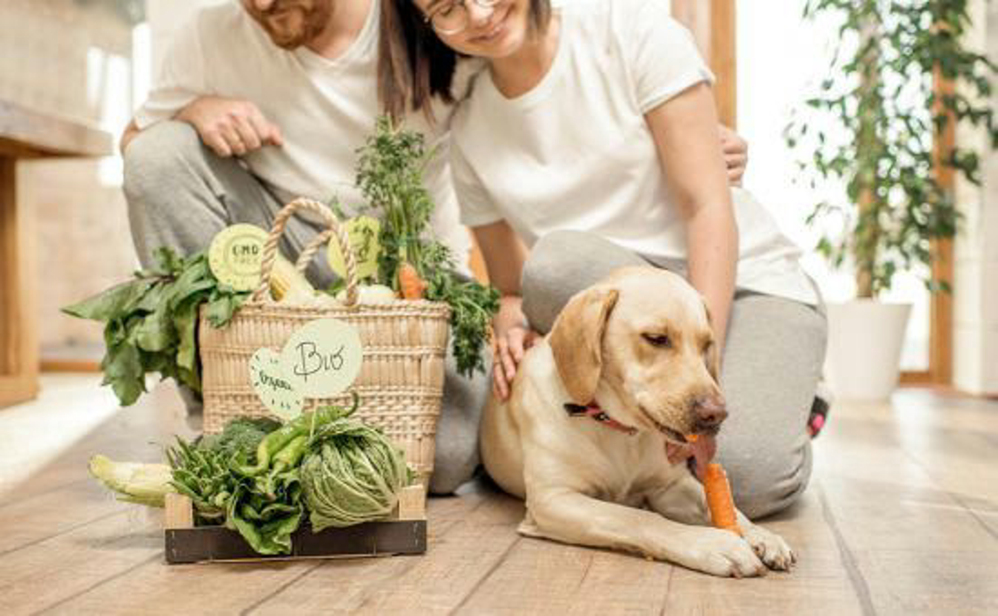 Hund_Kohlenhydrate_shutterstock_1136282684_Beitragsbild_970x600