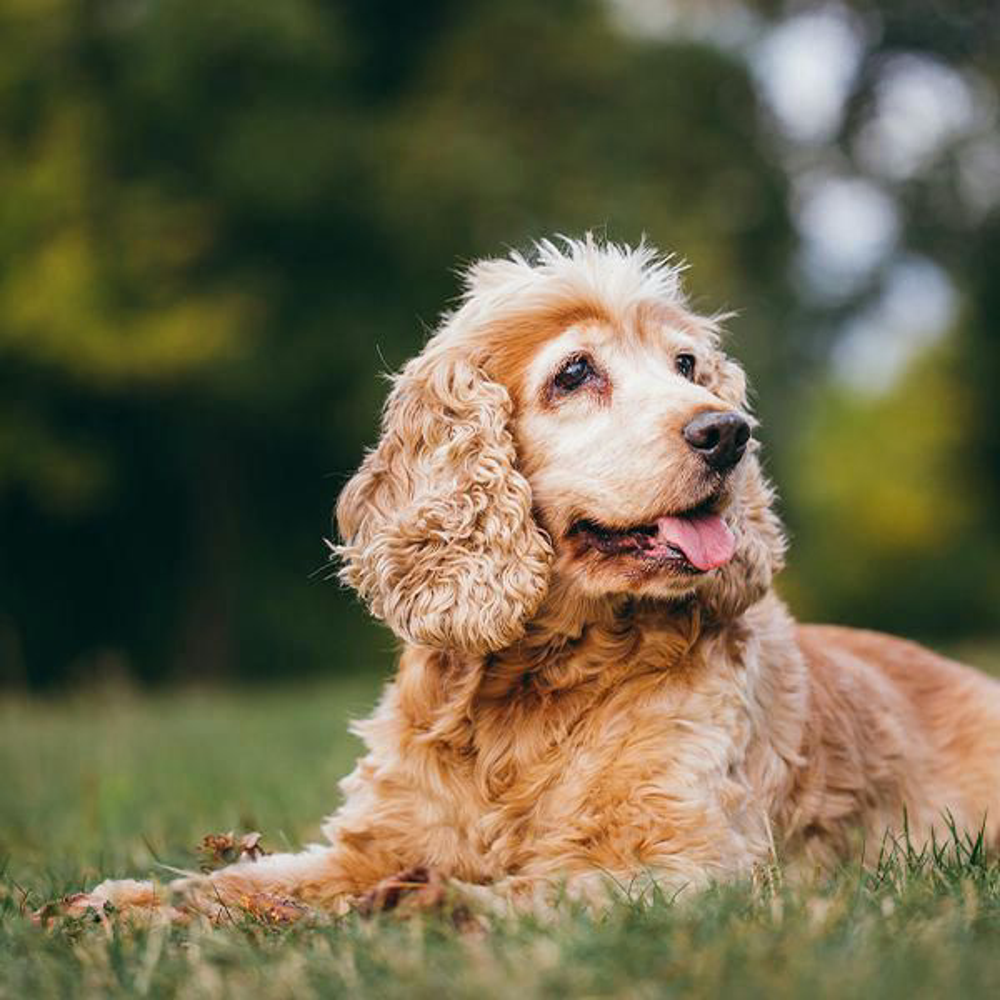 Hund Senior Shutterstock 723274390 Vorschaubild 600x600