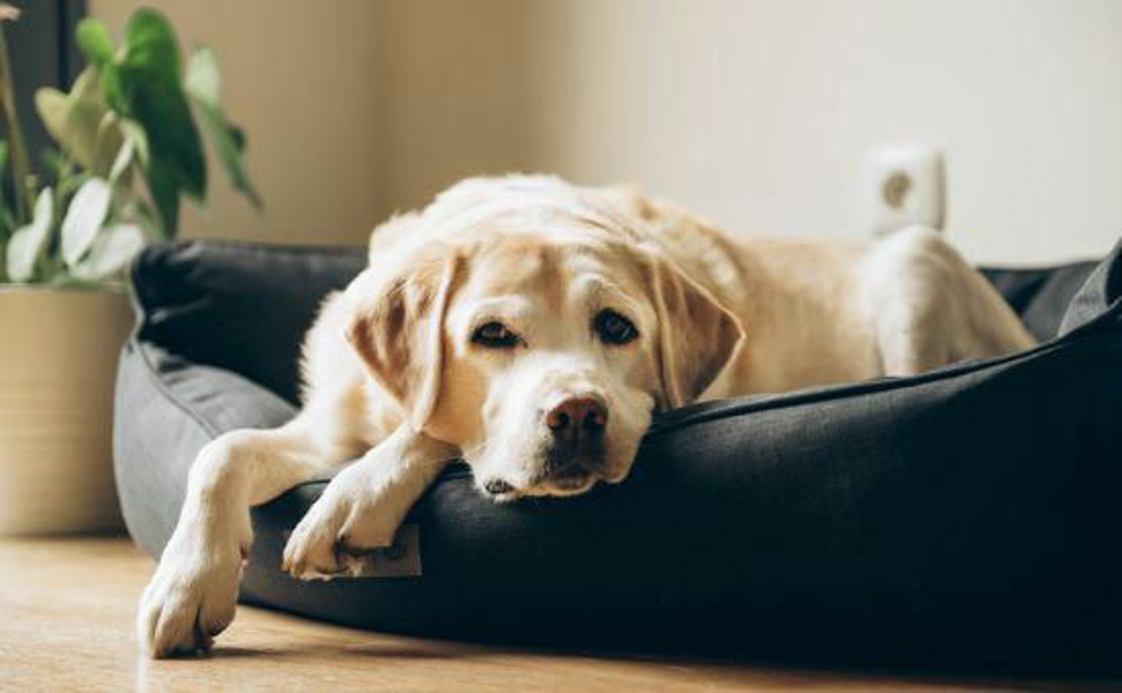 Hund_Senior_shutterstock_1985159456_Beitragsbild_970x600