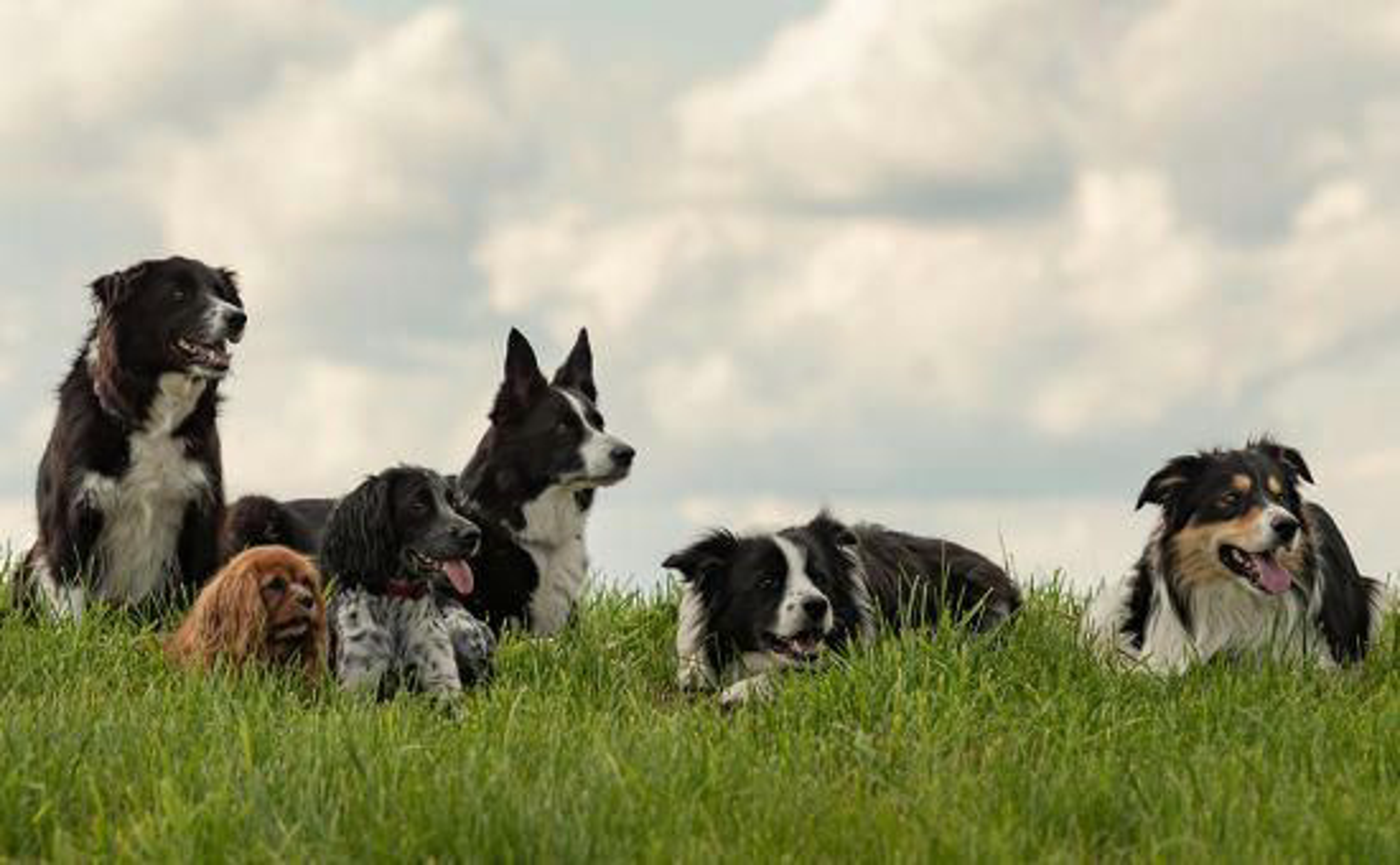 Hund_Senior_shutterstock_2001487274_Beitragsbild_970x600