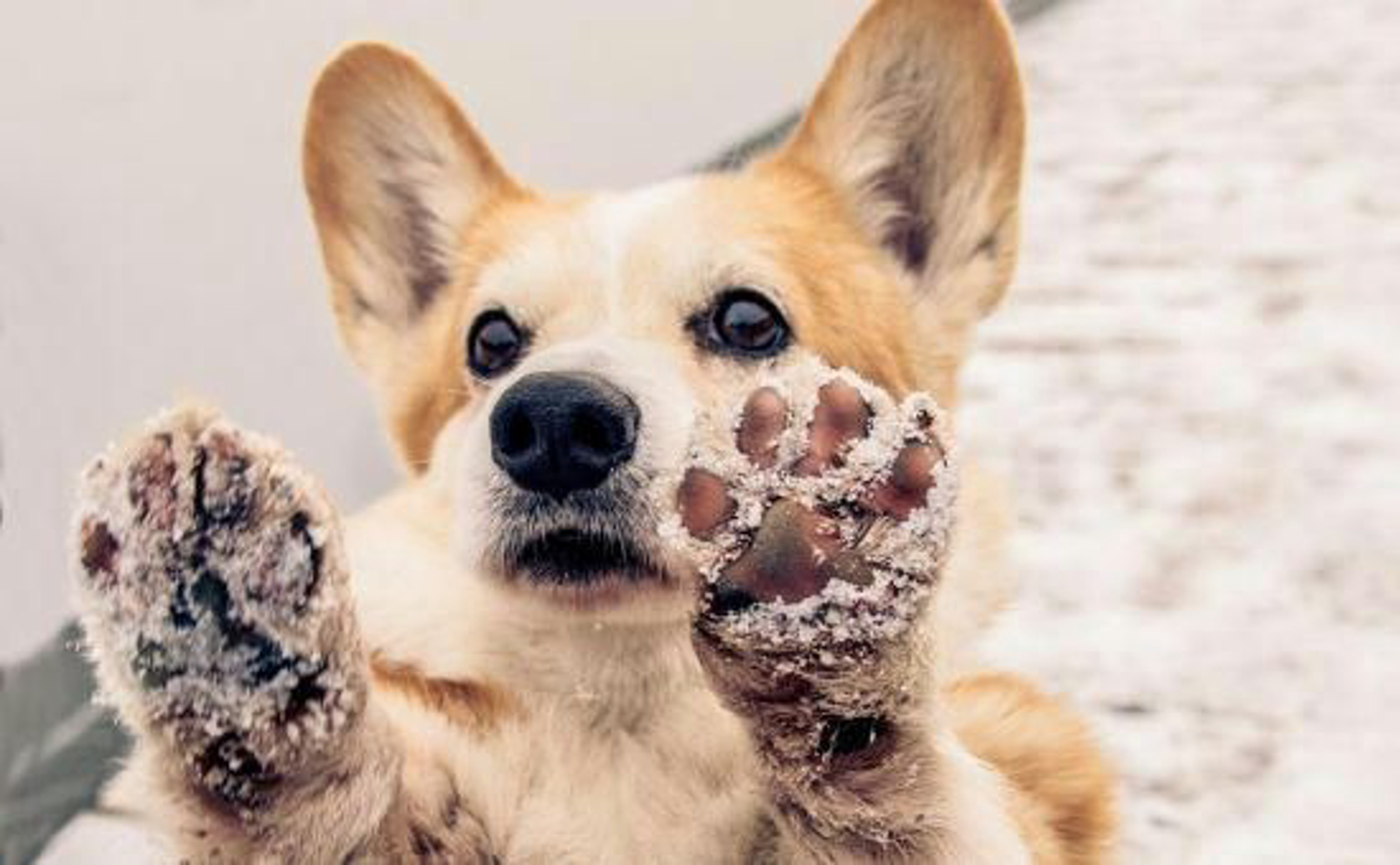 Hund_Herbst_shutterstock_765763654_Beitragsbild_970x600