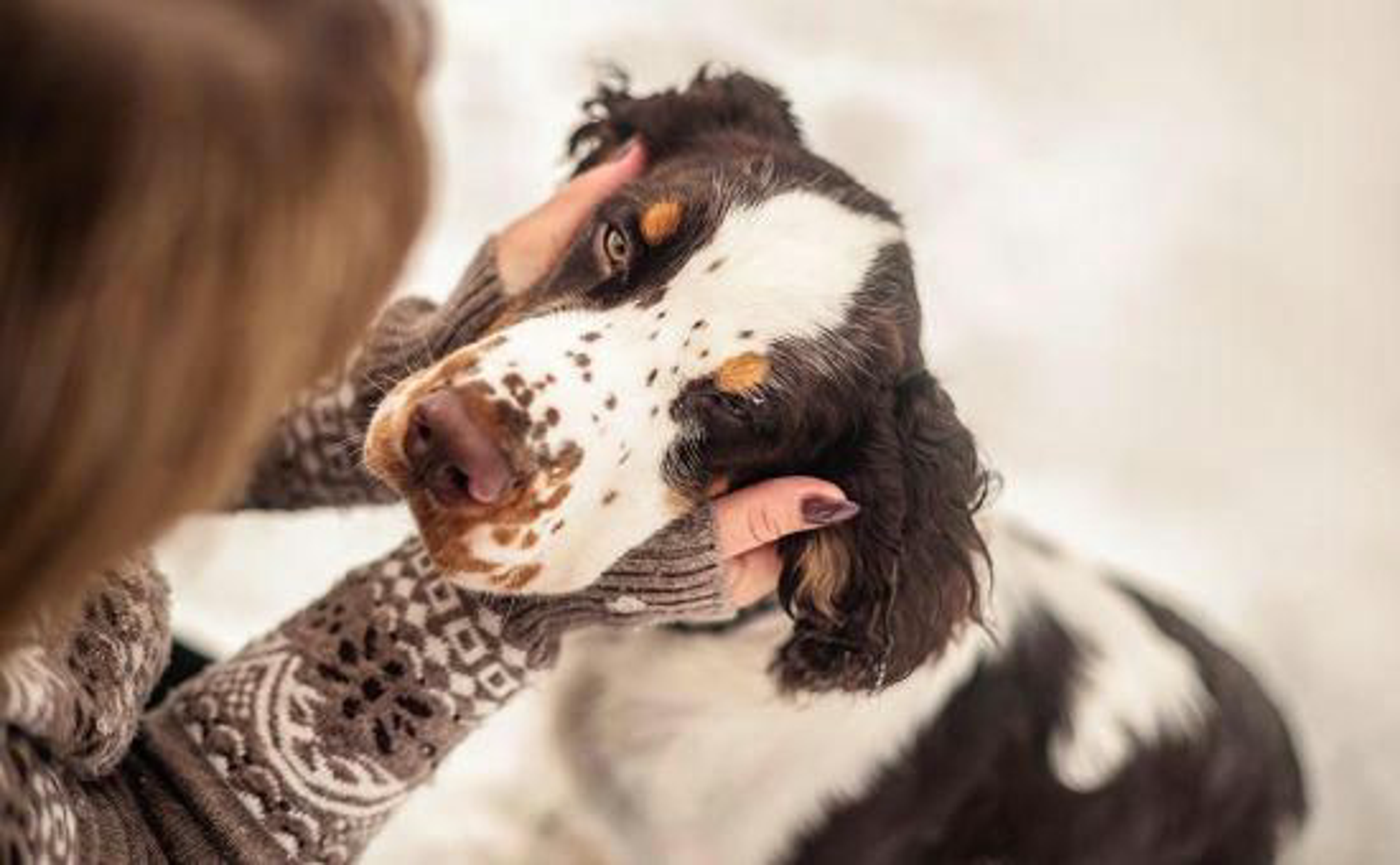 Hund_Geschenke_shutterstock_2060429927_Beitragsbild_970x600