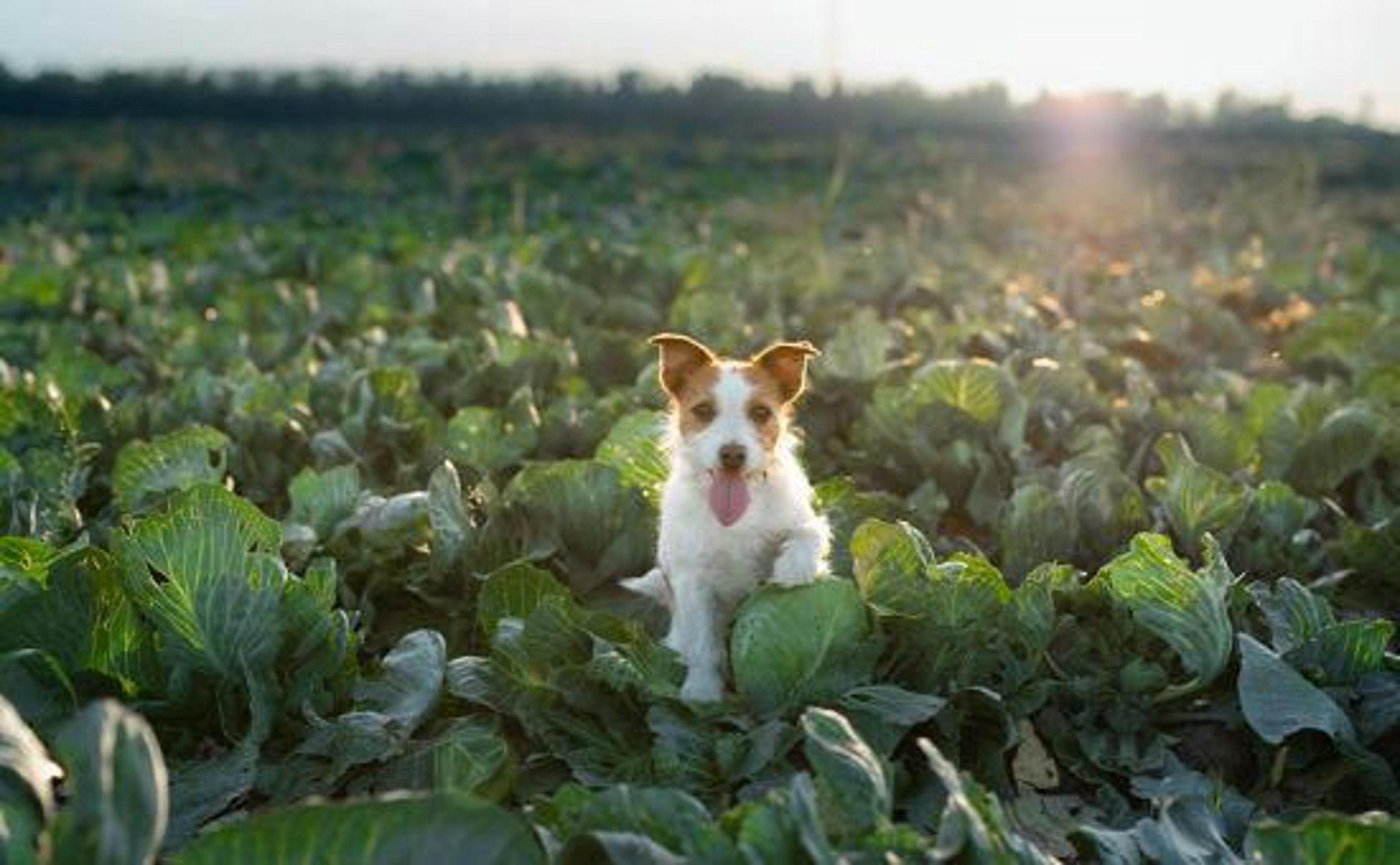 Saisonkalender_Dezember_shutterstock_1683657907_Beitragsbild_970x600