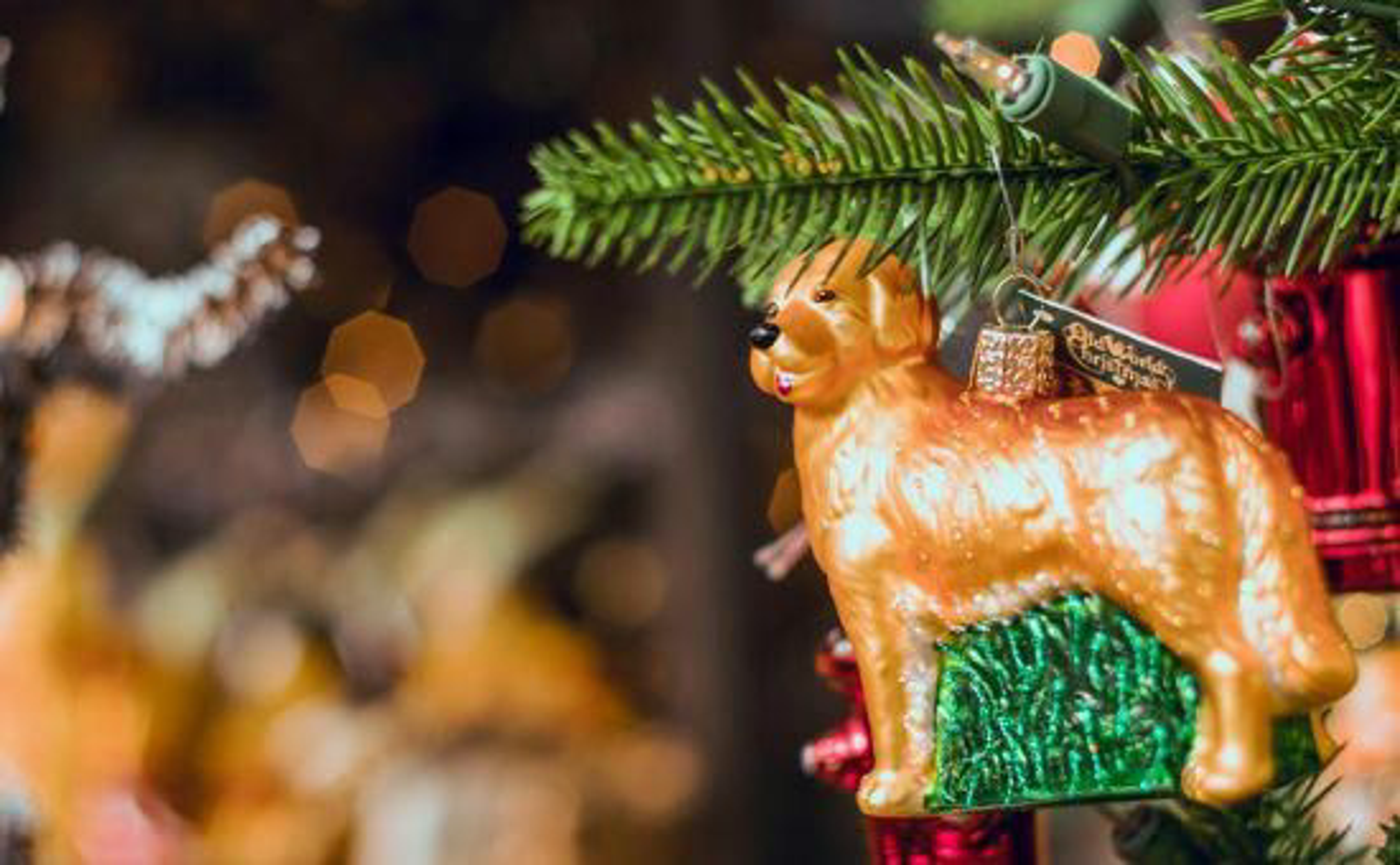 Saisonkalender_Dezember_pexels-visually-us-1587476_Beitragsbild_970x600