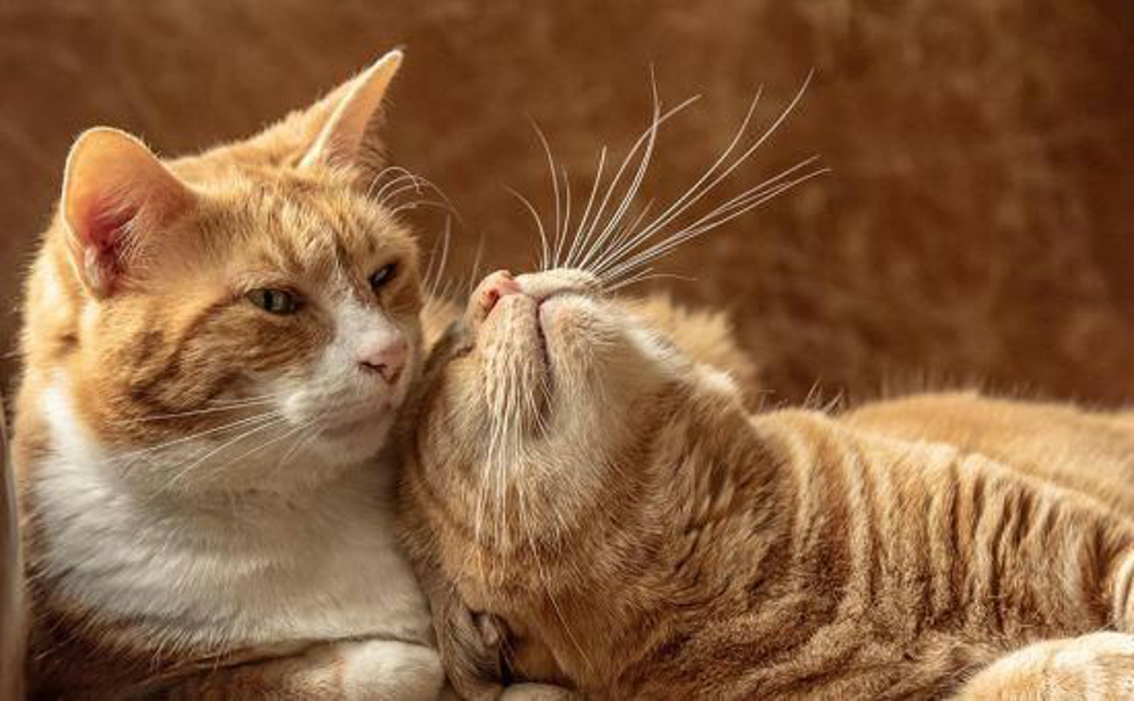 Katze_Geburtstag_shutterstock_2074216922_Beitragsbild_970x600