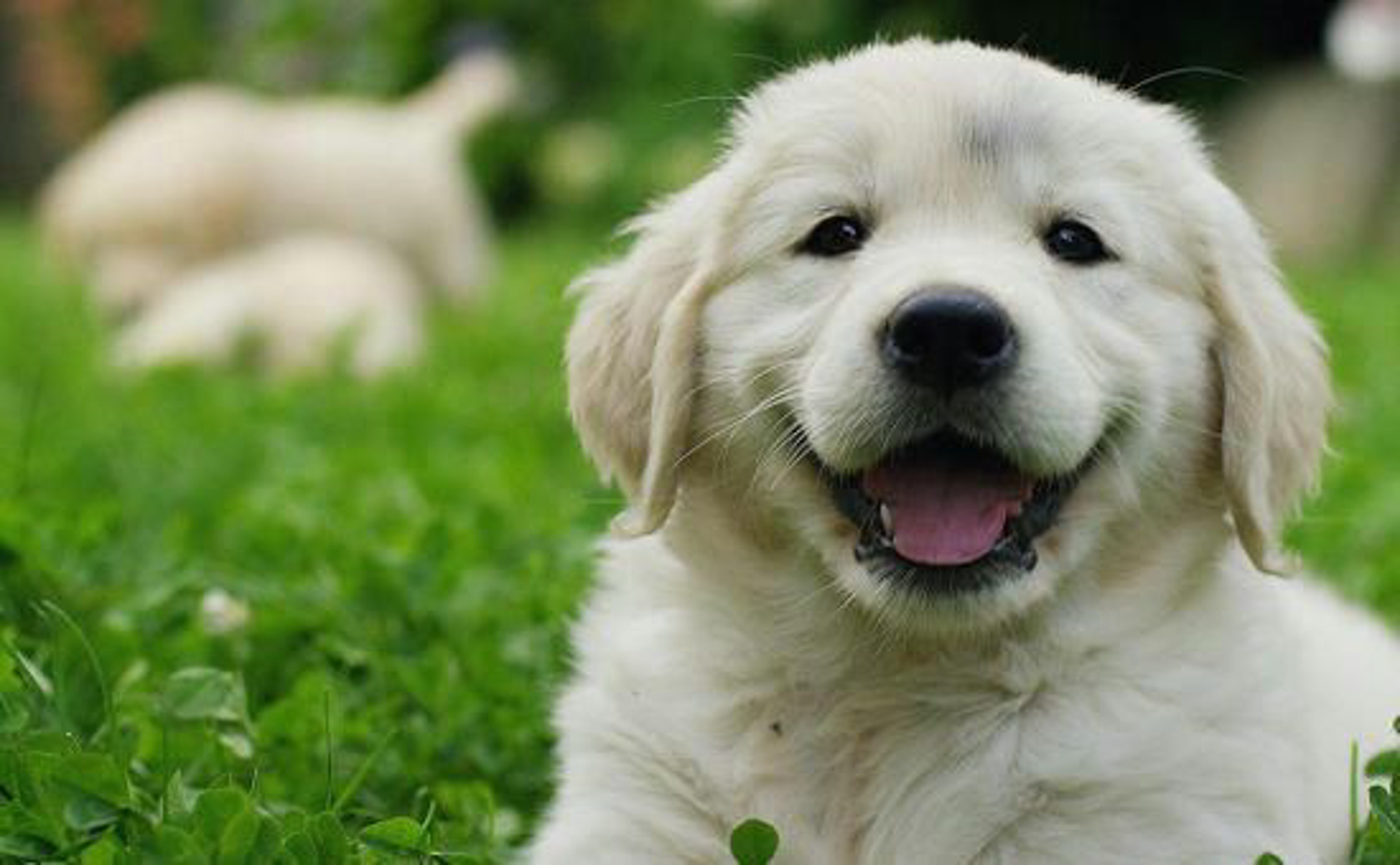 Hund_Schonkost_shutterstock_559799125_Beitragsbild_970x600