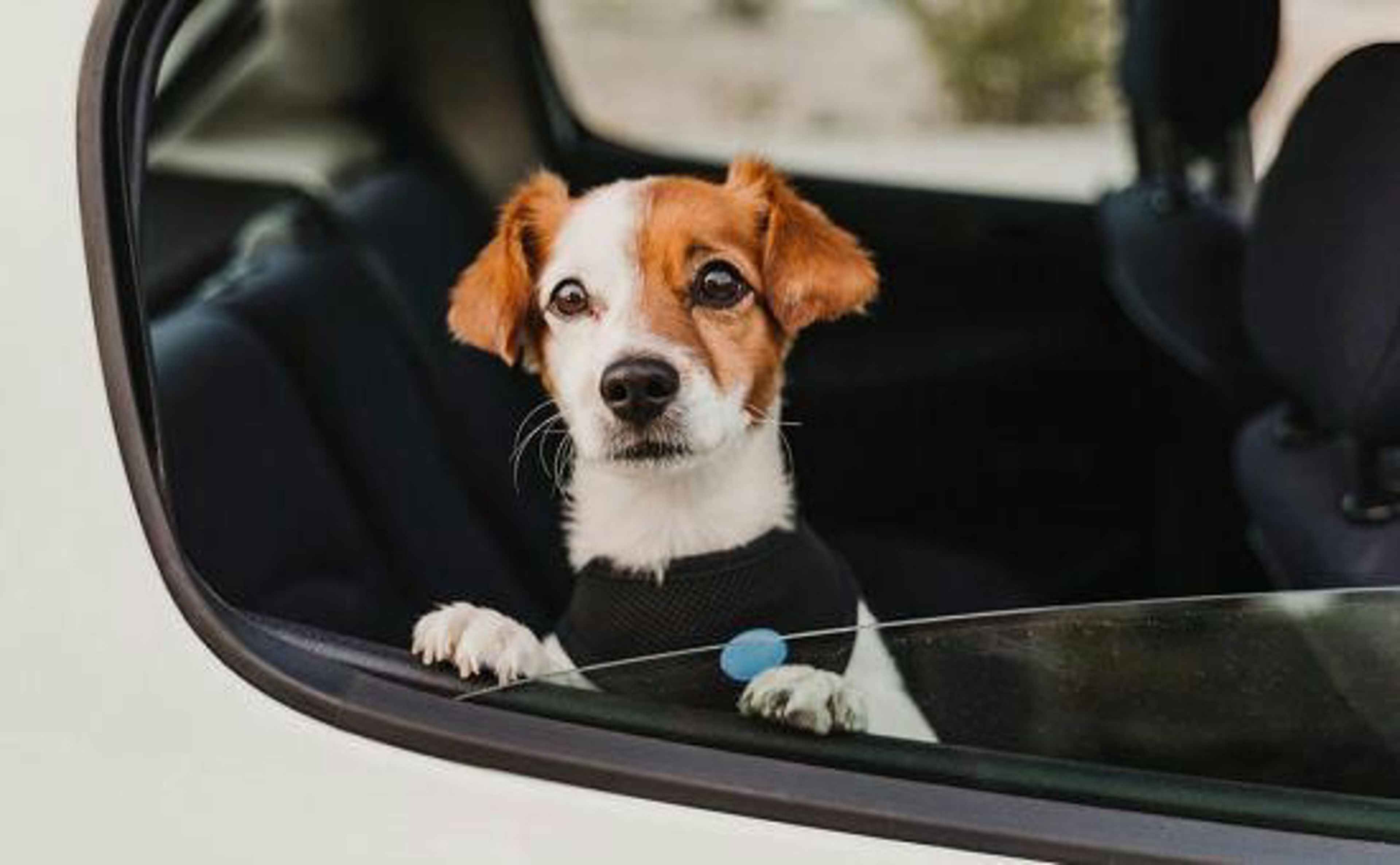 Hundehaare_shutterstock_1507839401_Beitragsbild_970x600