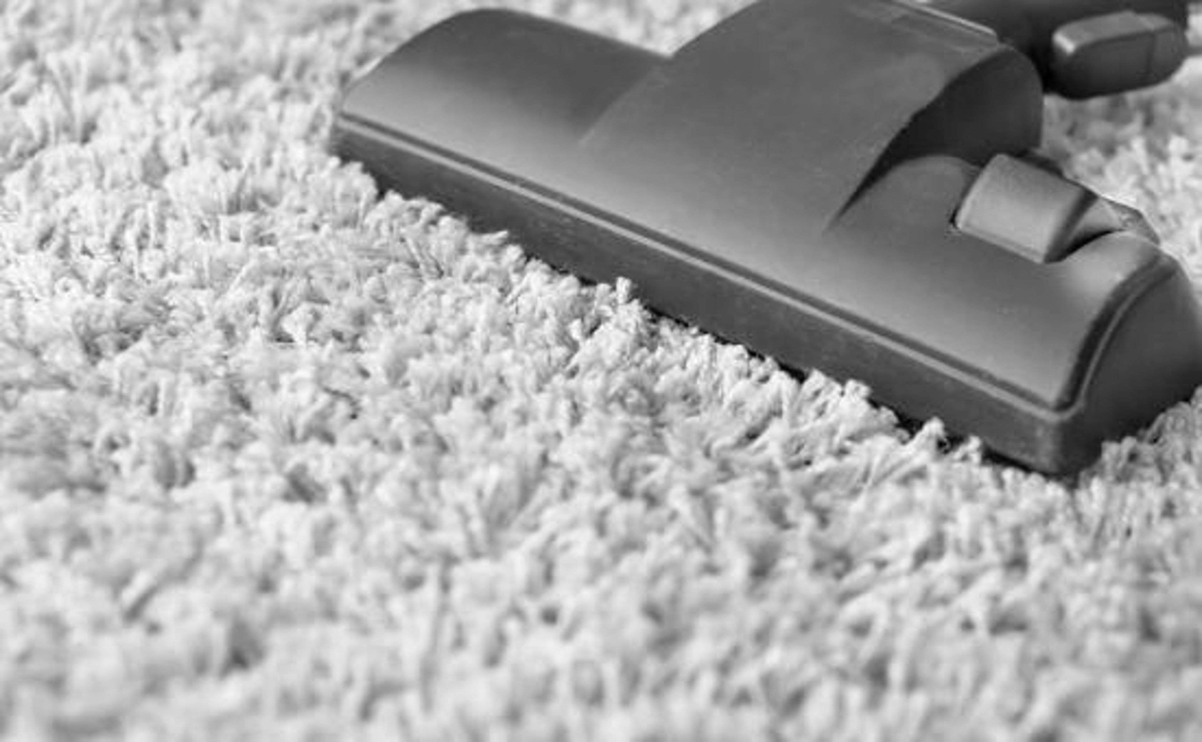 Hundehaare_shutterstock_454031890_Beitragsbild_970x600