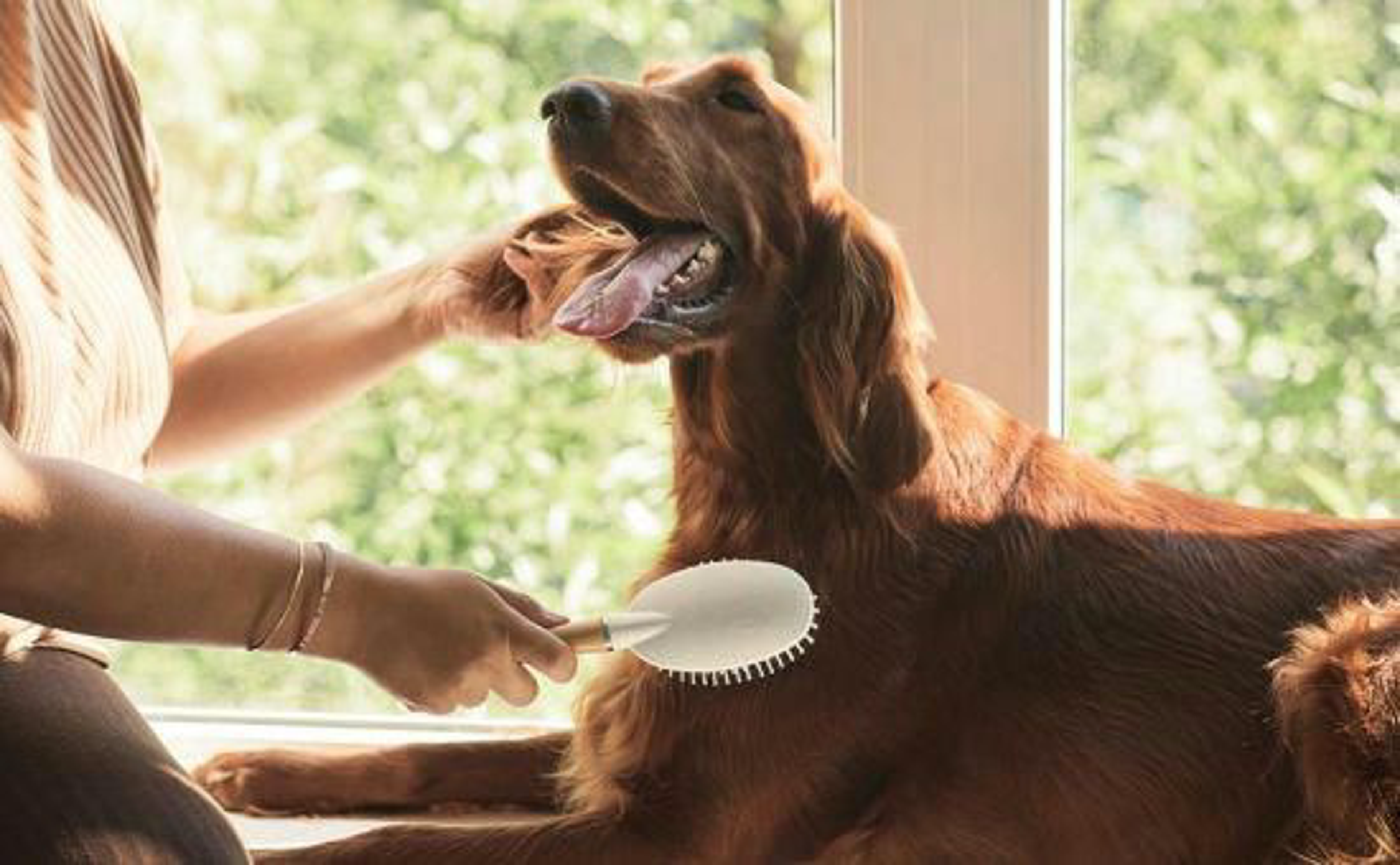 Hundehaare_shutterstock_2079618811_Beitragsbild_970x600