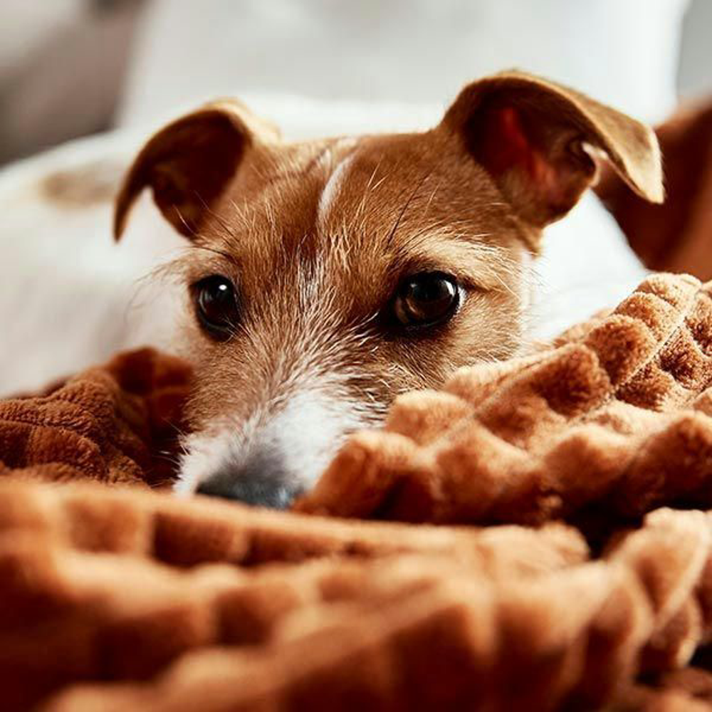 Hundehaare Shutterstock 2089966876 Vorschaubild 600x600