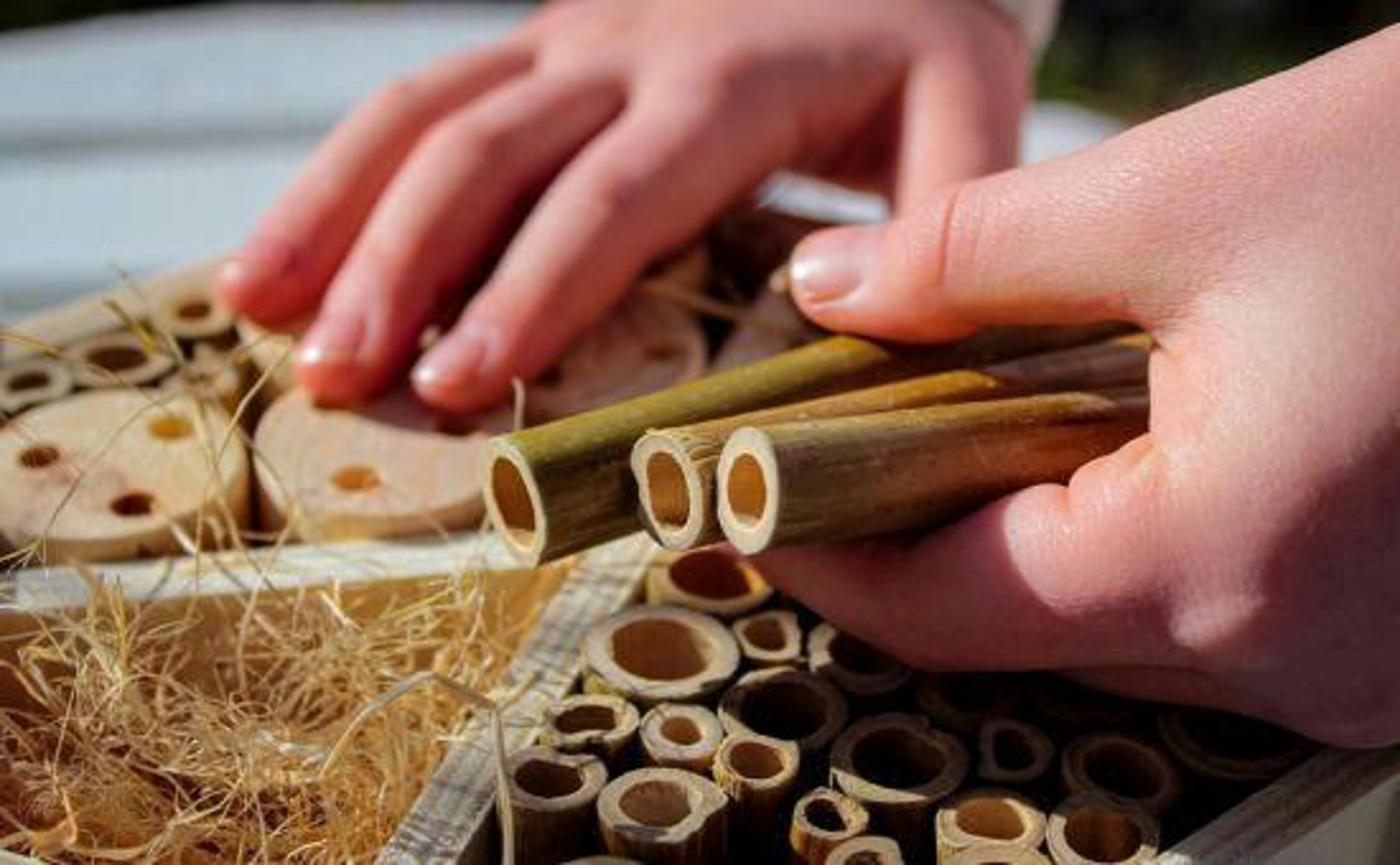 Bienenhotelbauen_shutterstock_2113659035_Beitragsbild_970x600