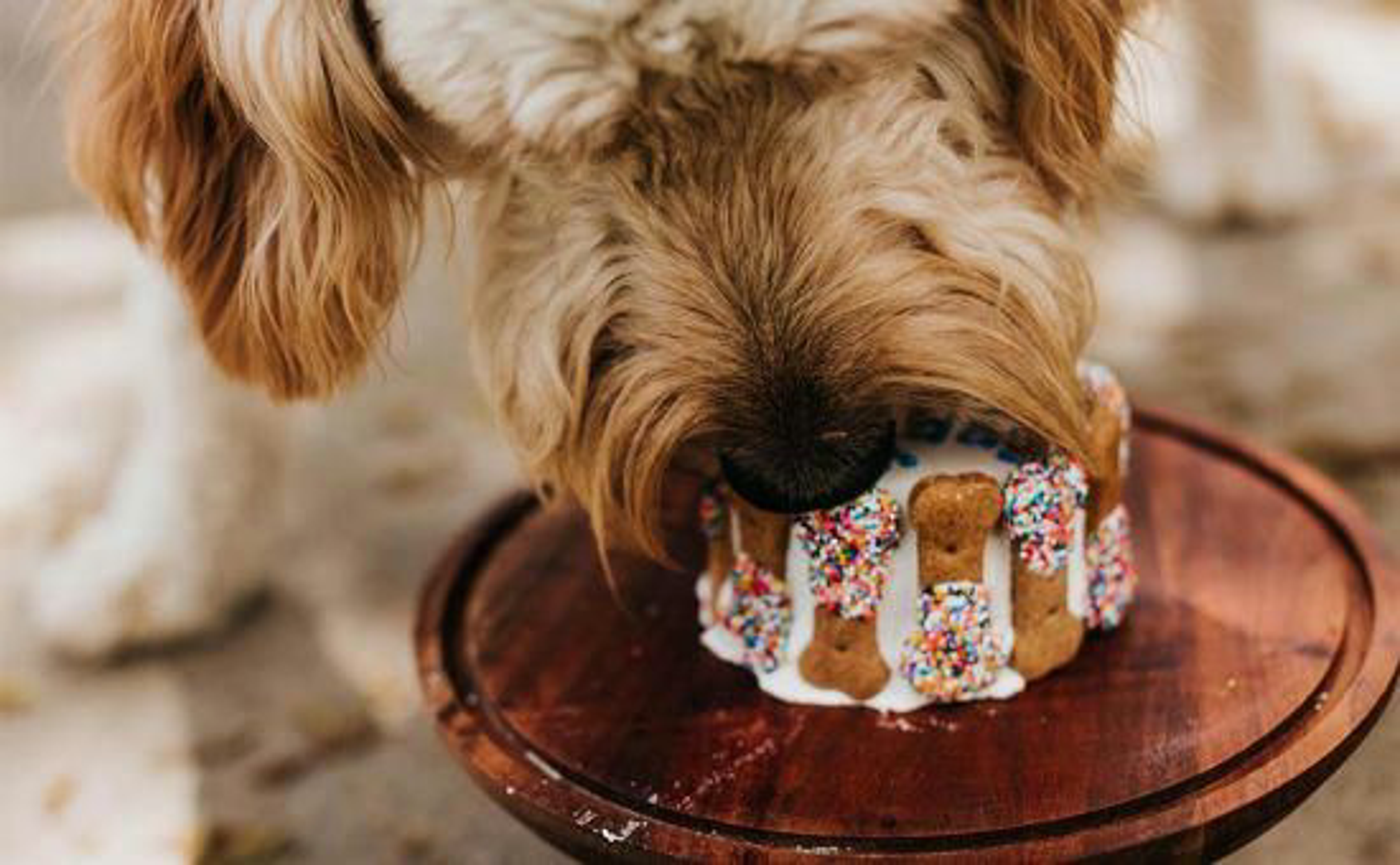 HundGeburtstag_shutterstock_2093725744_Beitragsbild_970x600