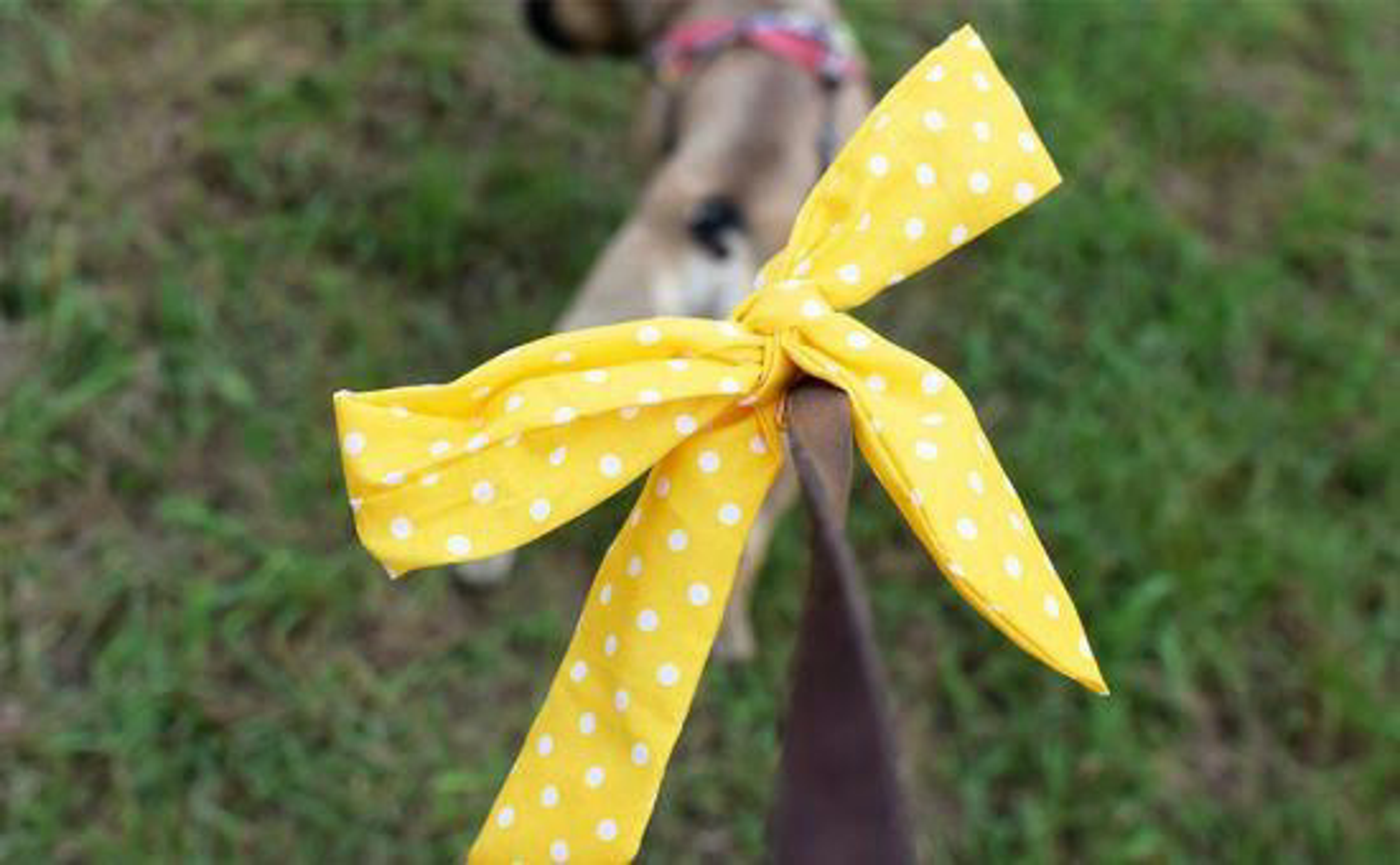 Hund_gelbeSchleife_shutterstock_1583005540_Beitragsbild_970x600