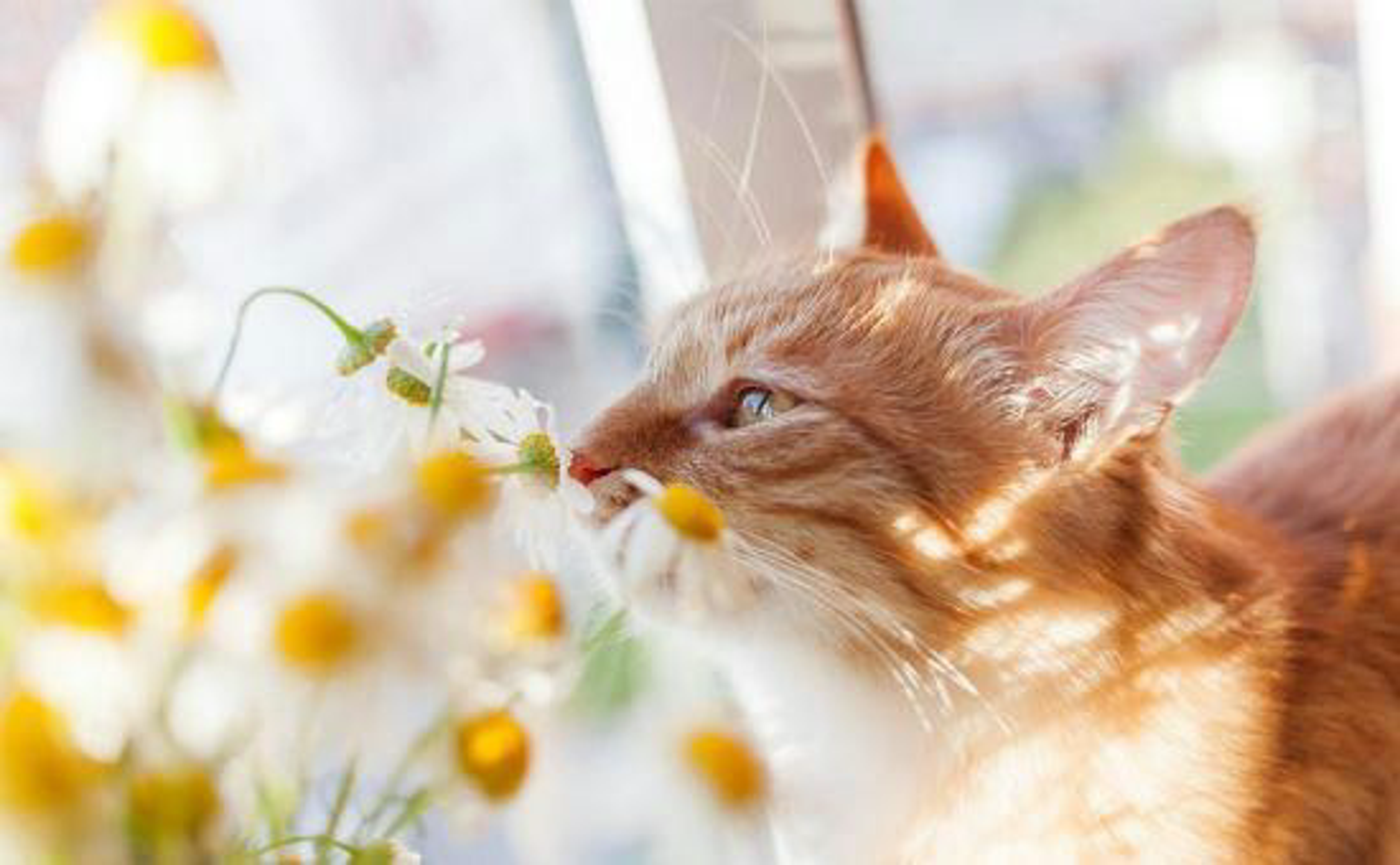 Katze_ungiftigePflanzen_shutterstock_272806943_Beitragsbild_970x600