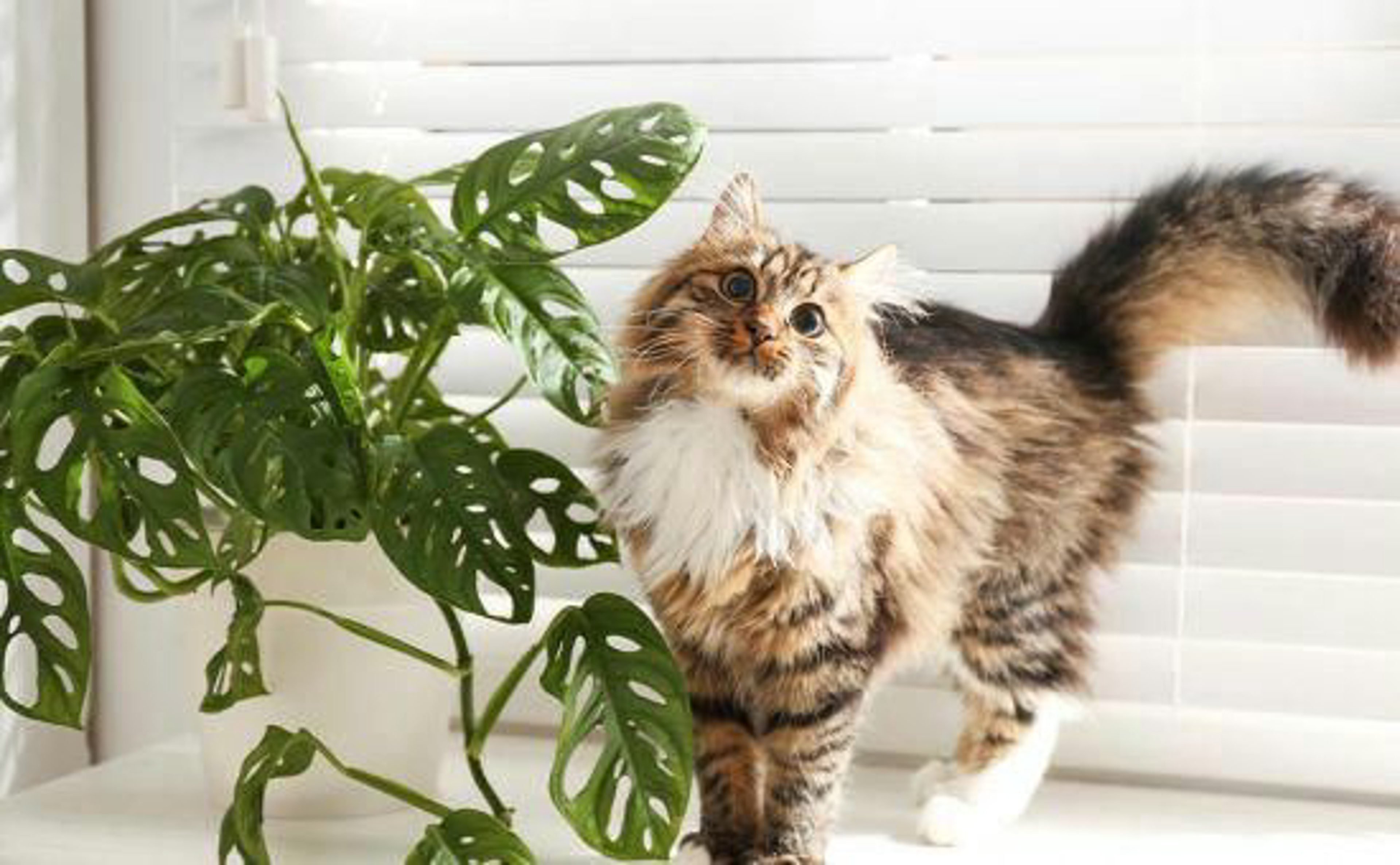 Katze_giftigePflanzen_shutterstock_1616860795_Beitragsbild_970x600