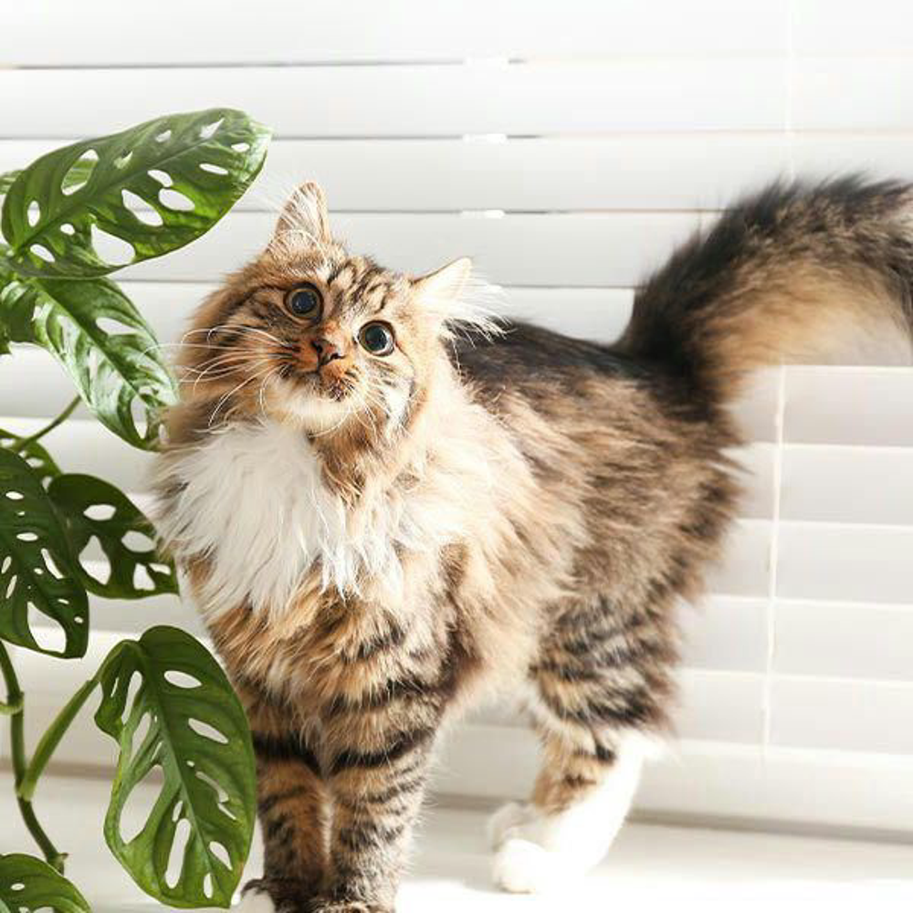 Katze Giftigepflanzen Shutterstock 1616860795 Beitragsbild 970x600