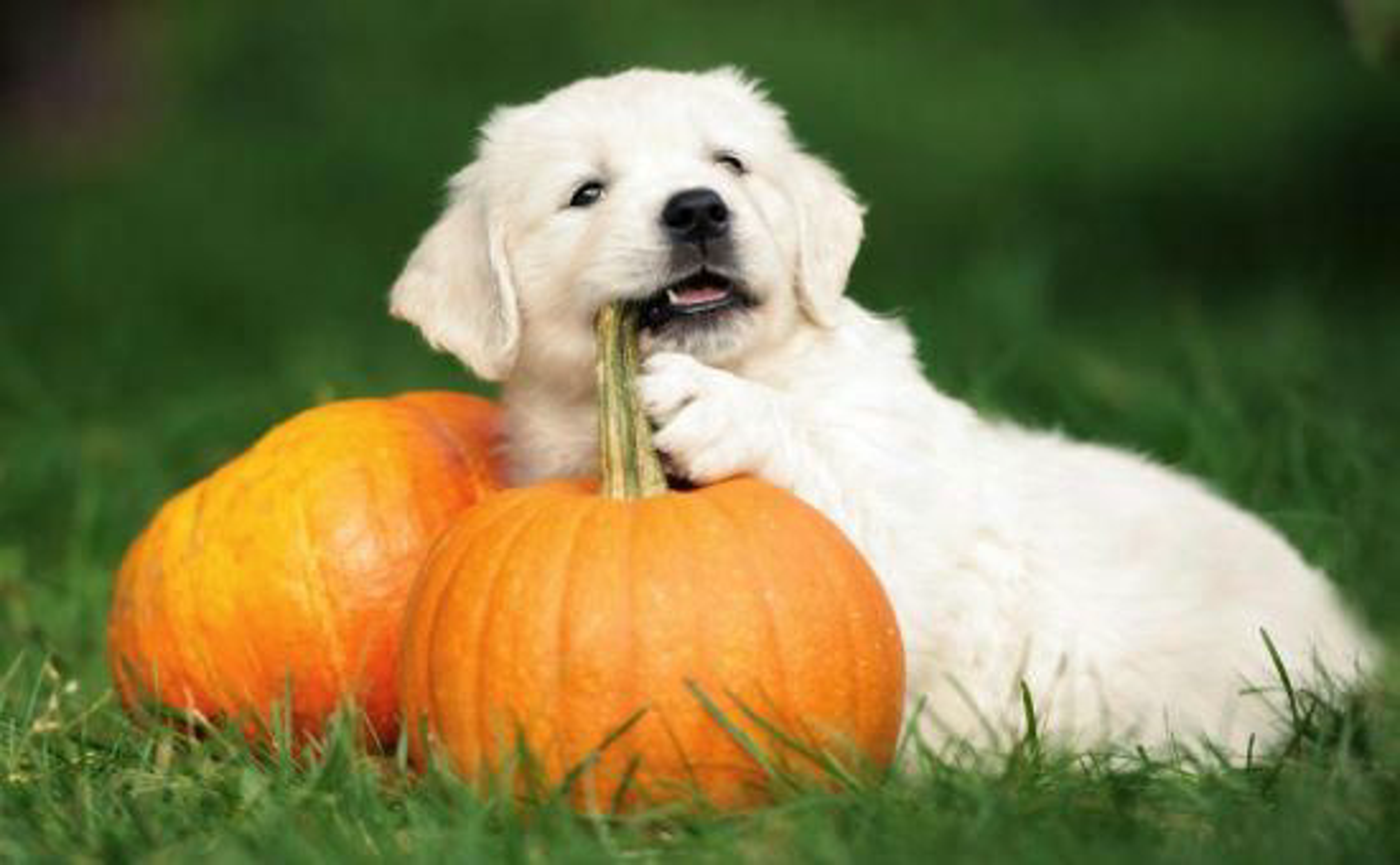 Hund_vegan_shutterstock_718216438_Beitragsbild_970x600