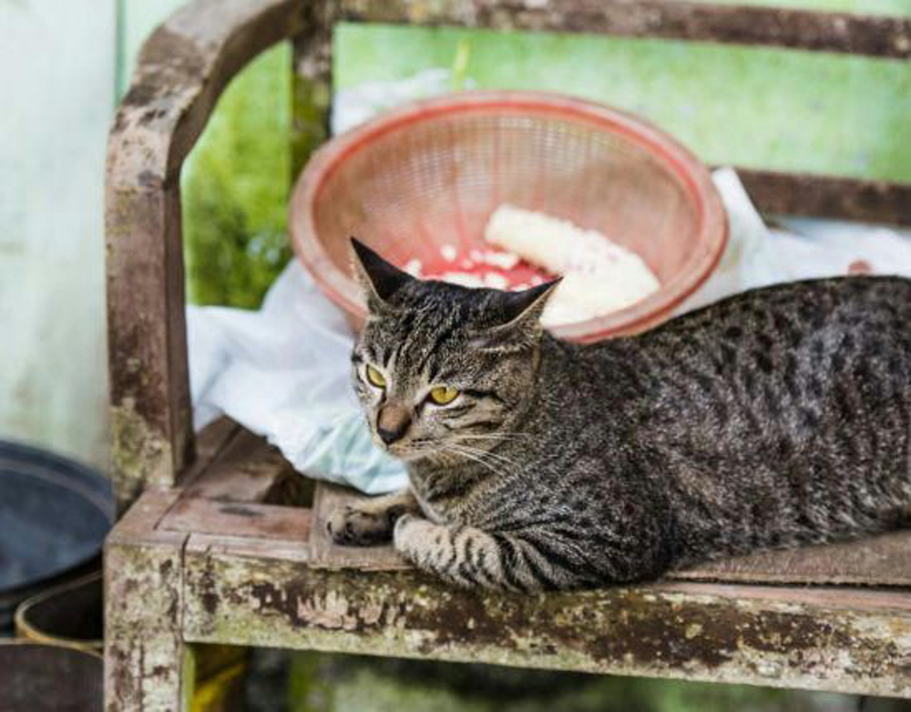 Green Petfood Duerfen Katzen Reis Essen