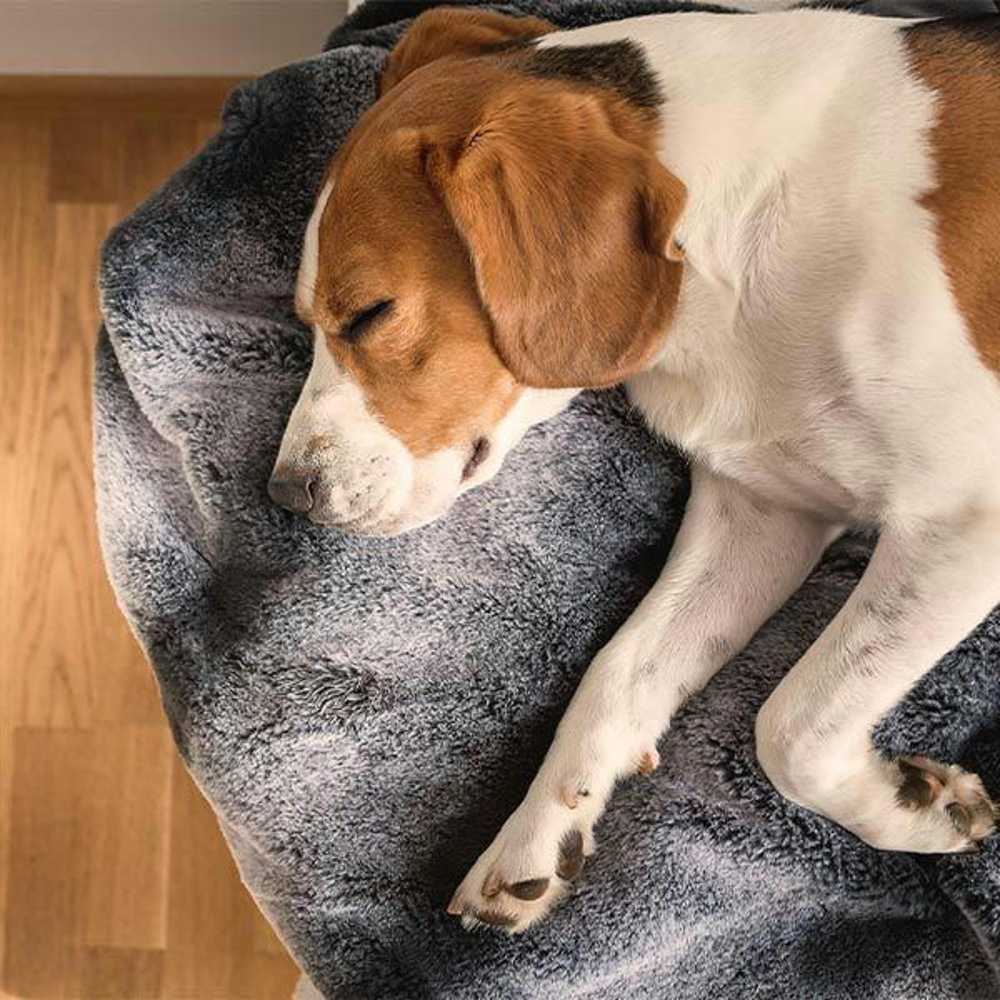 Hund Durchfall Vorschaubild