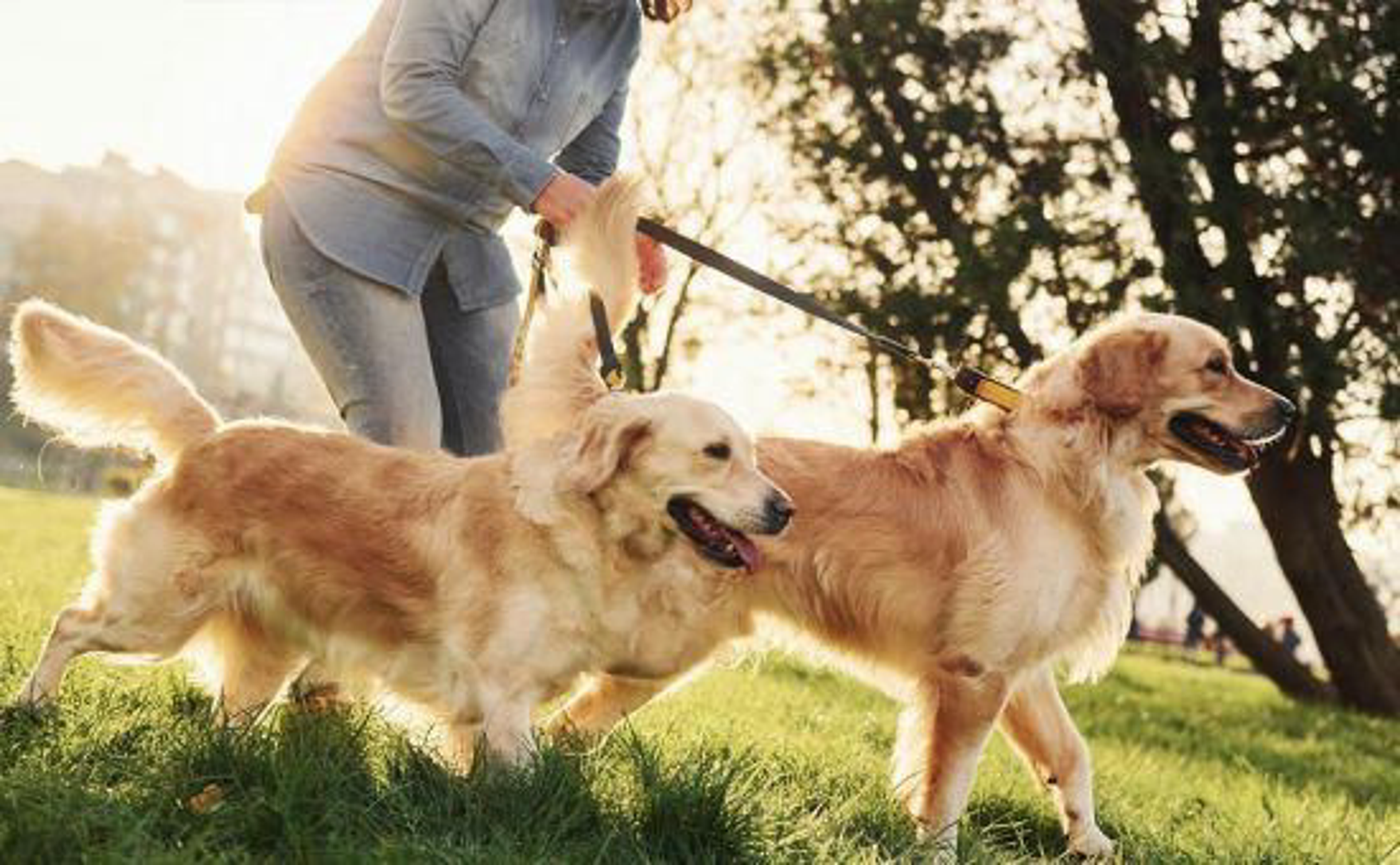 hund-durchfall-golden-retriever