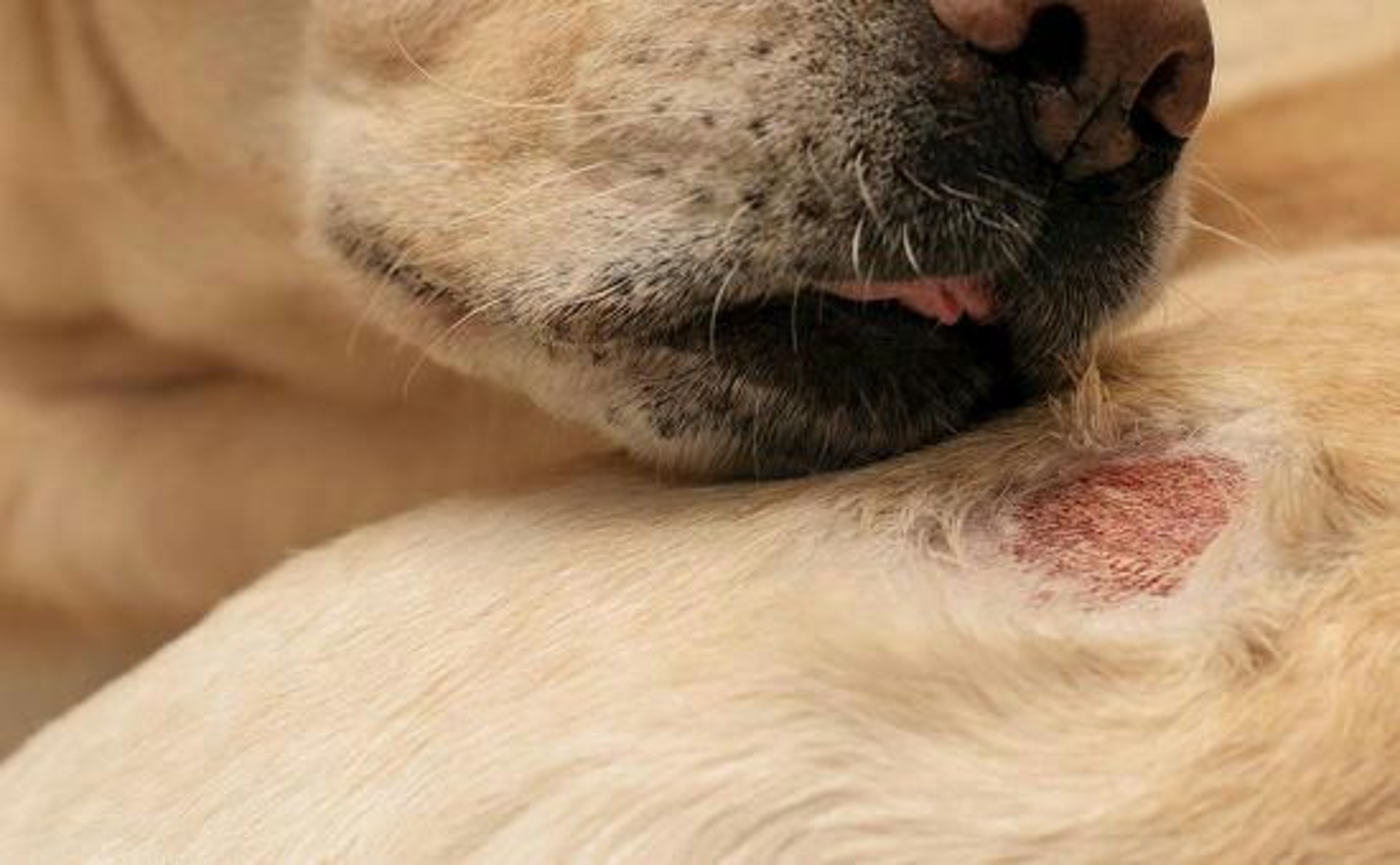 Golden Retriever leckt an einem Hotspot an der Hüfte herum