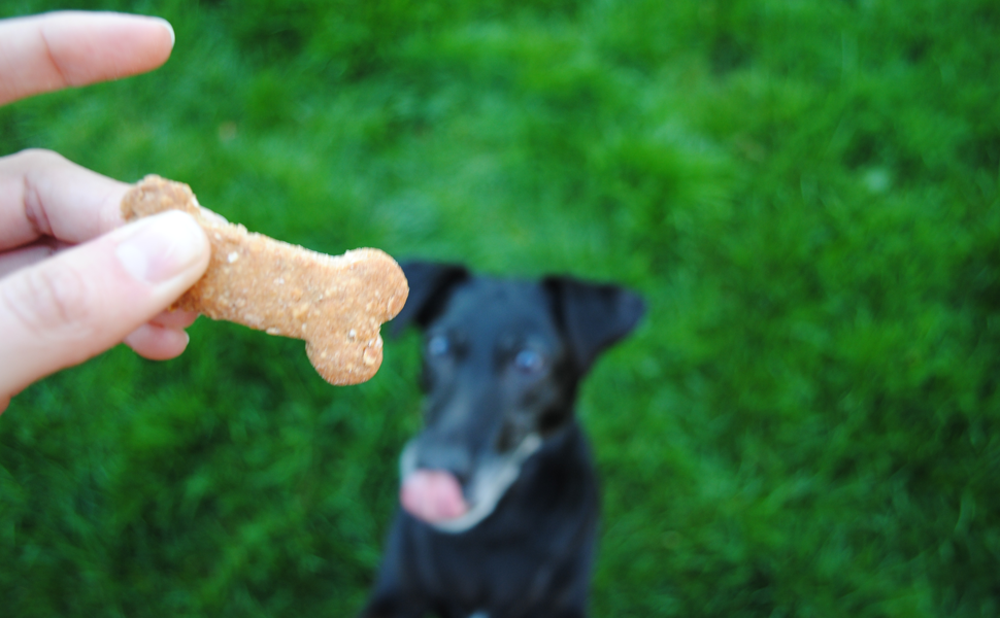 Vegane Hundekekse Header2097020x2060020px