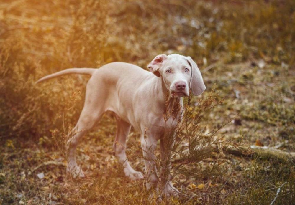 Hund Getreidefrei