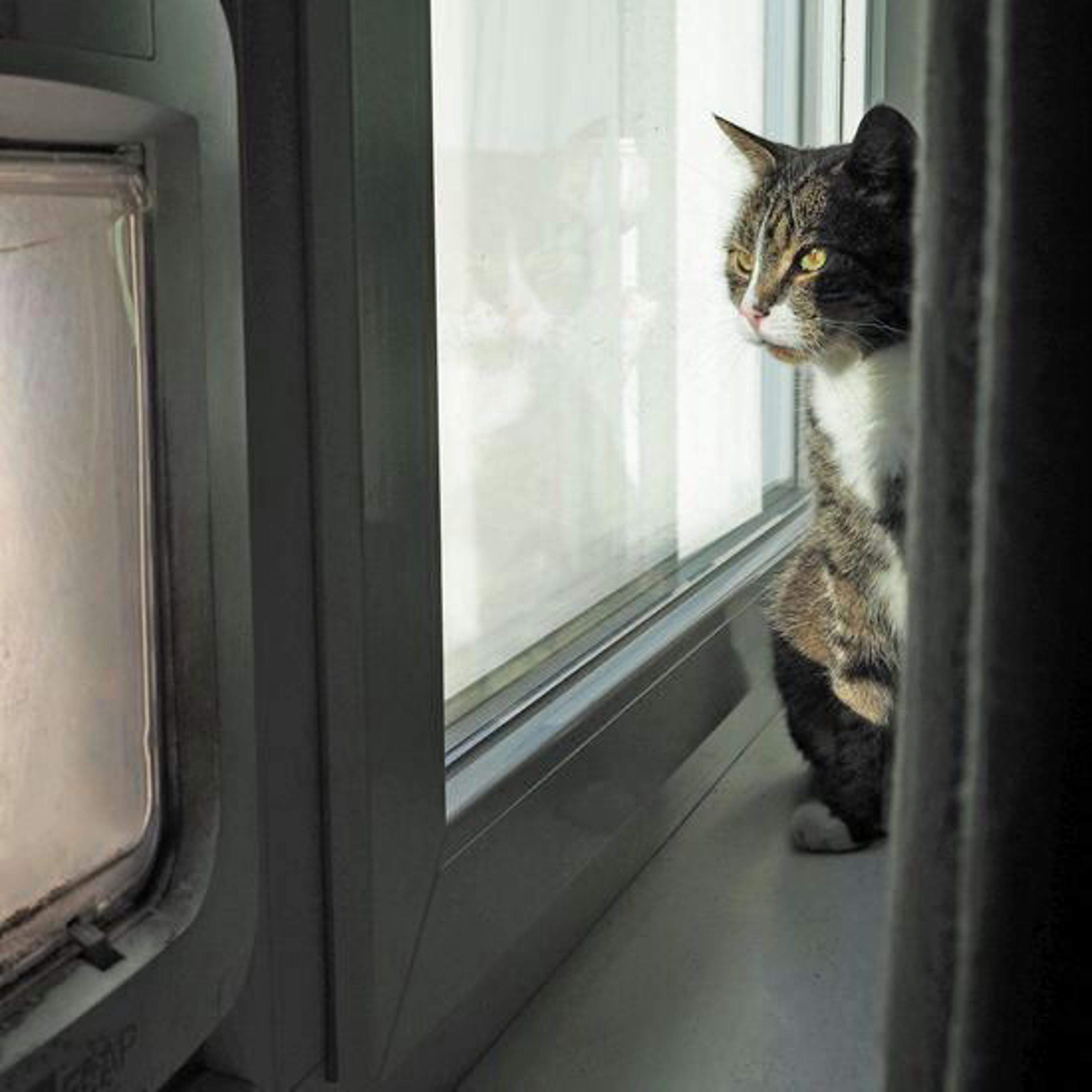 Katze schaut aus einem Fenster neben einer Katzenklappe