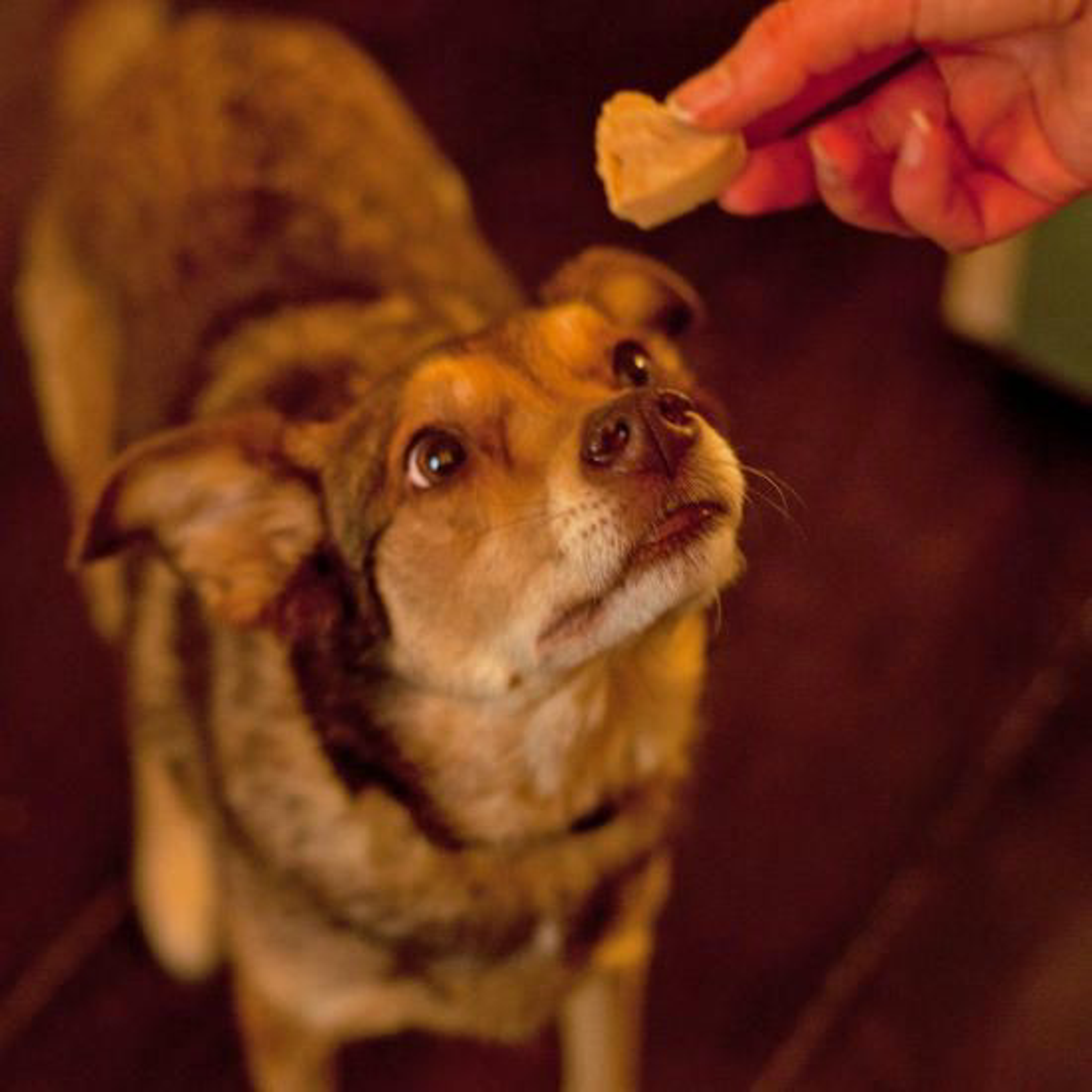 Erdnuss-Kokos-Hundeeis