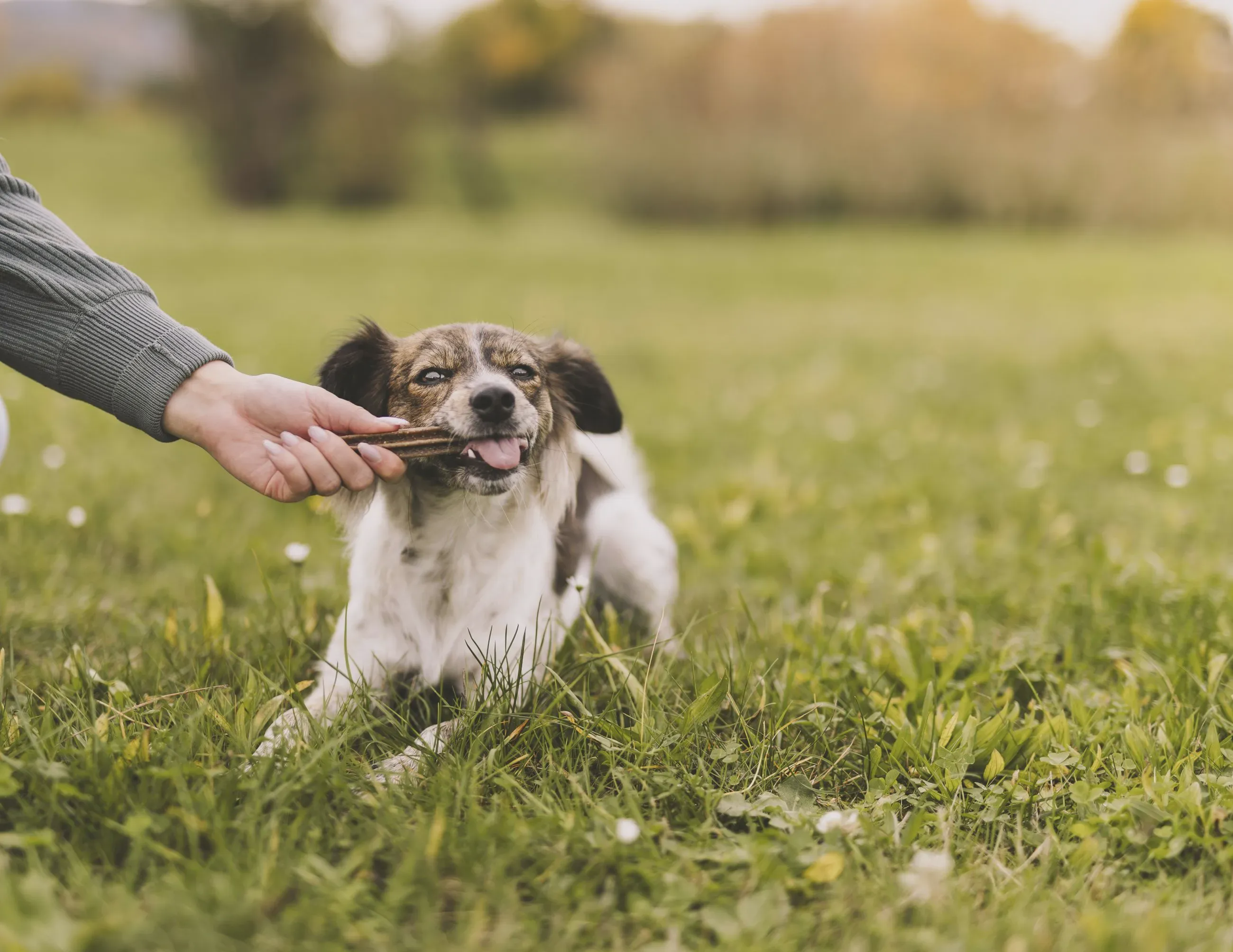 Treat dog category
