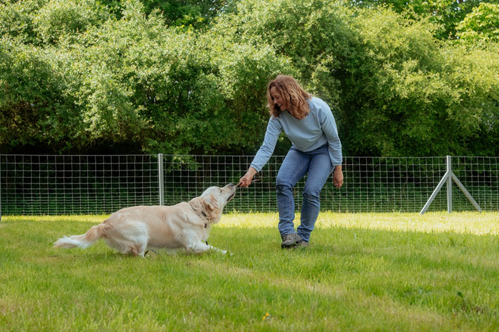 Green_Petfood_x_Kate_Kitchenham