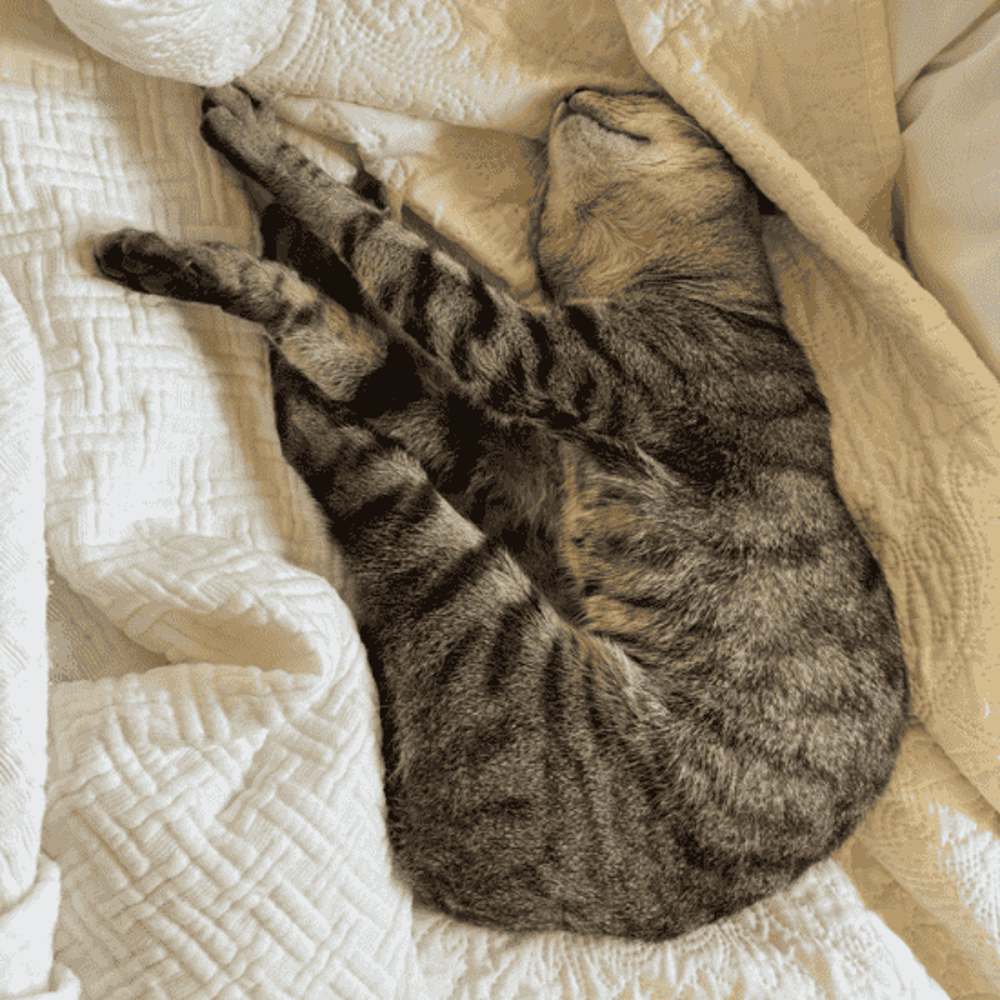 Cat Happy