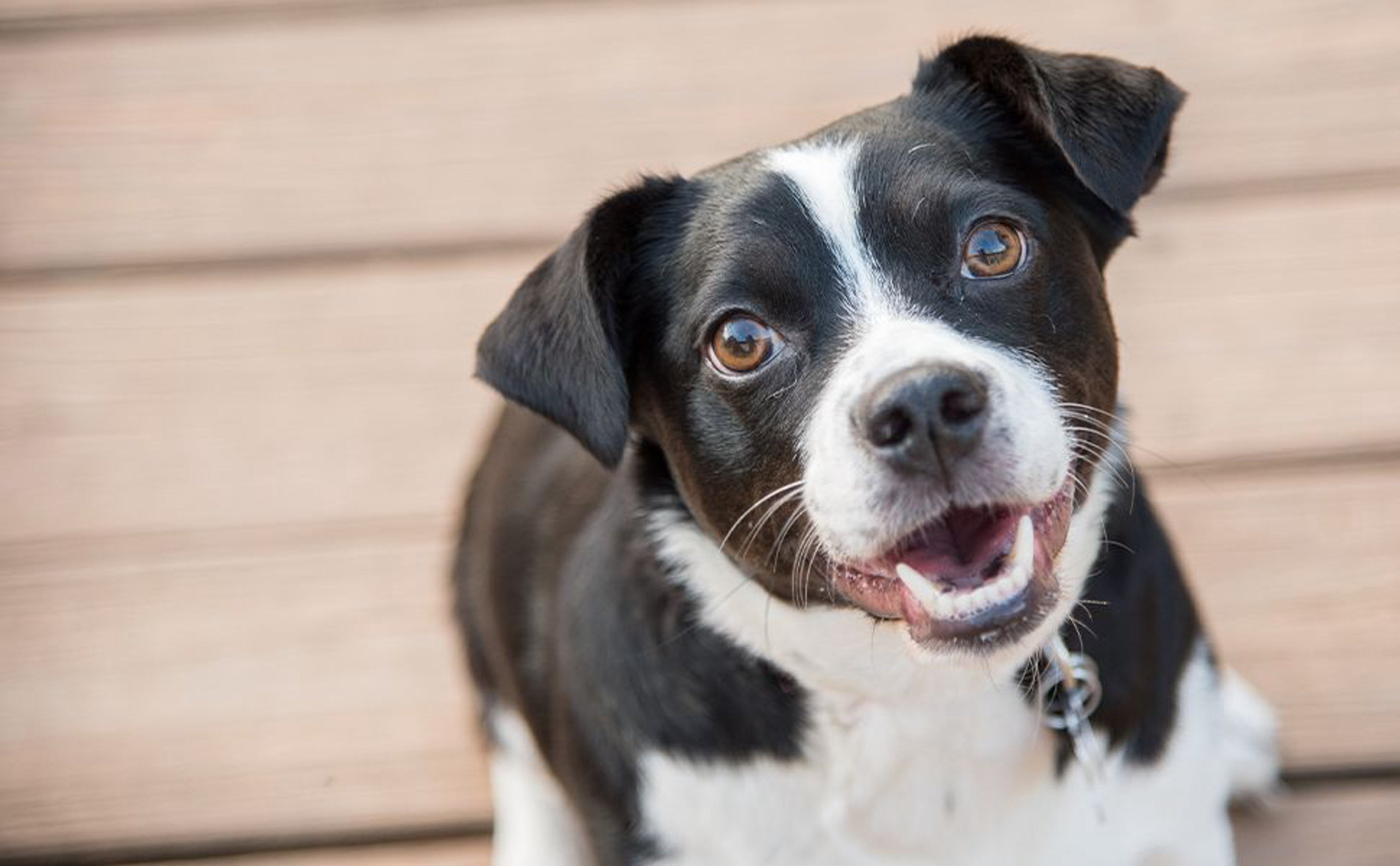 Schwarz weißer Hund schaut glücklich in die Kamera