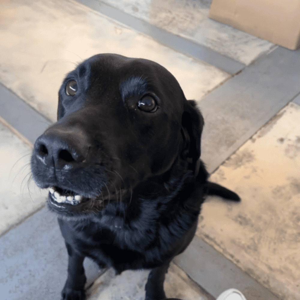 Dog Jack