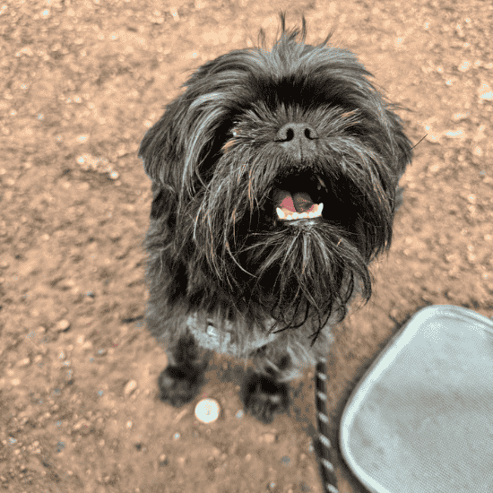 DOg Krusty