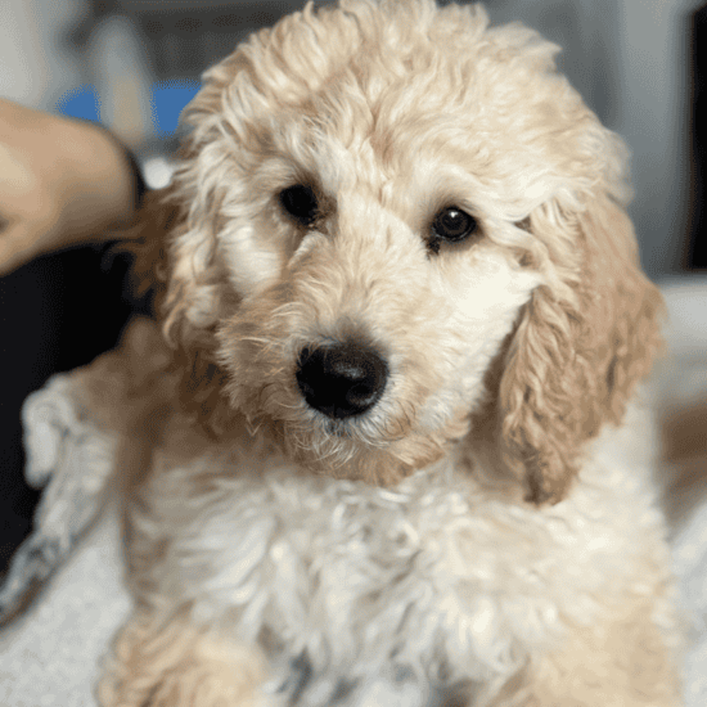 Dog Paco