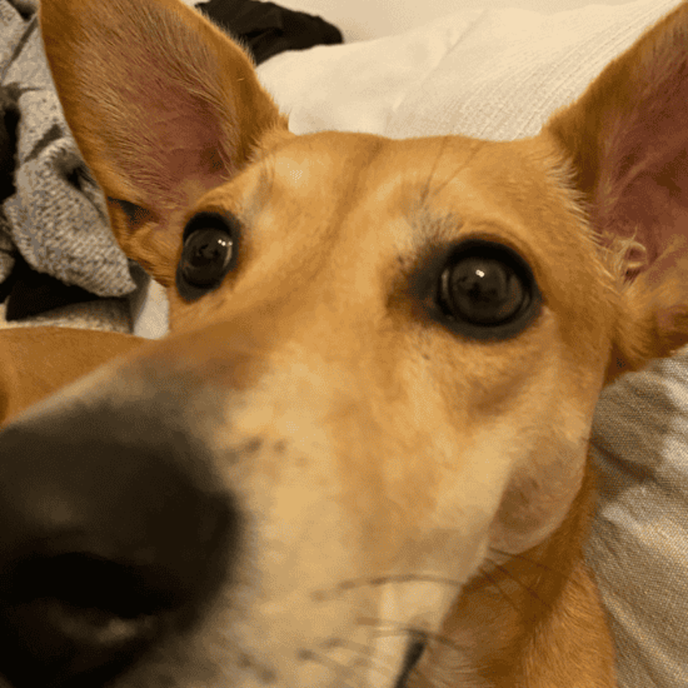 Dog Paula