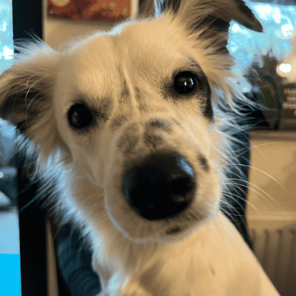 Dog Teddy