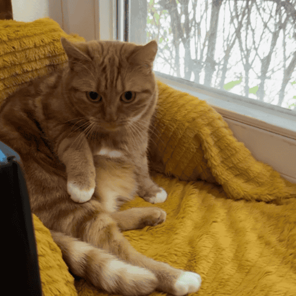 Cat Tiger