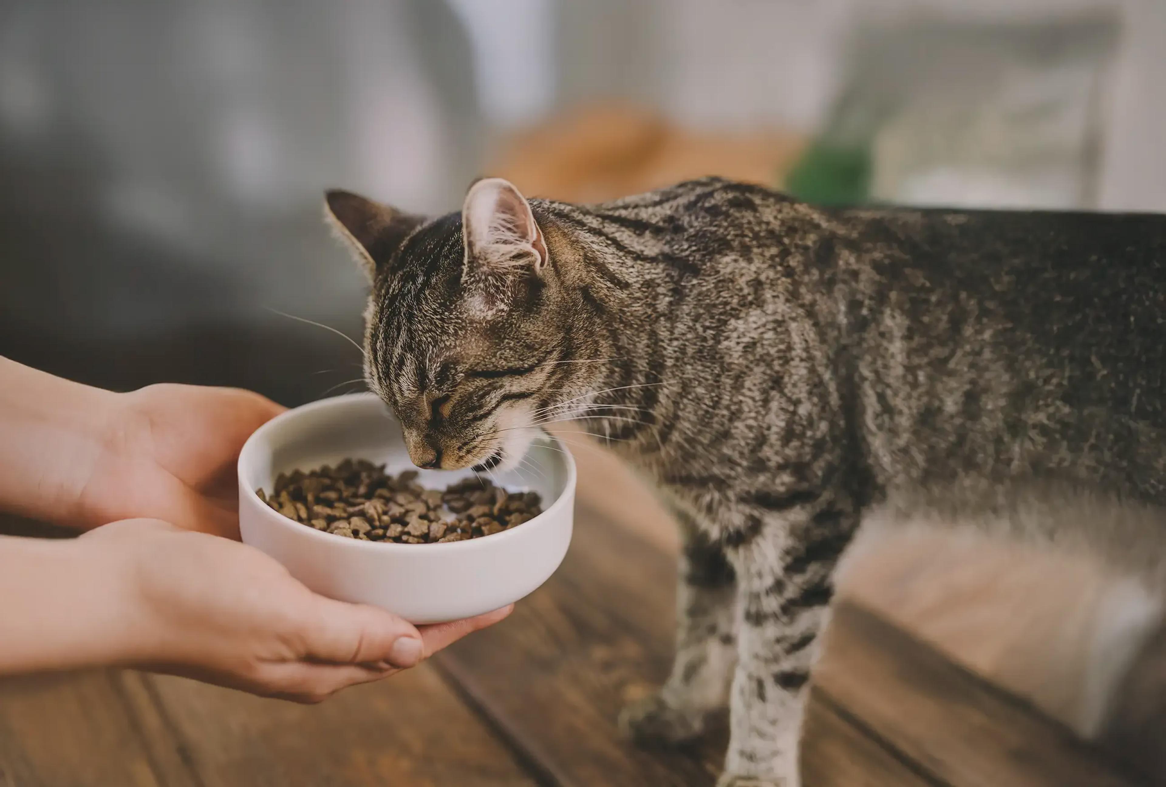 Green Petfood - Cat food - Cat eats