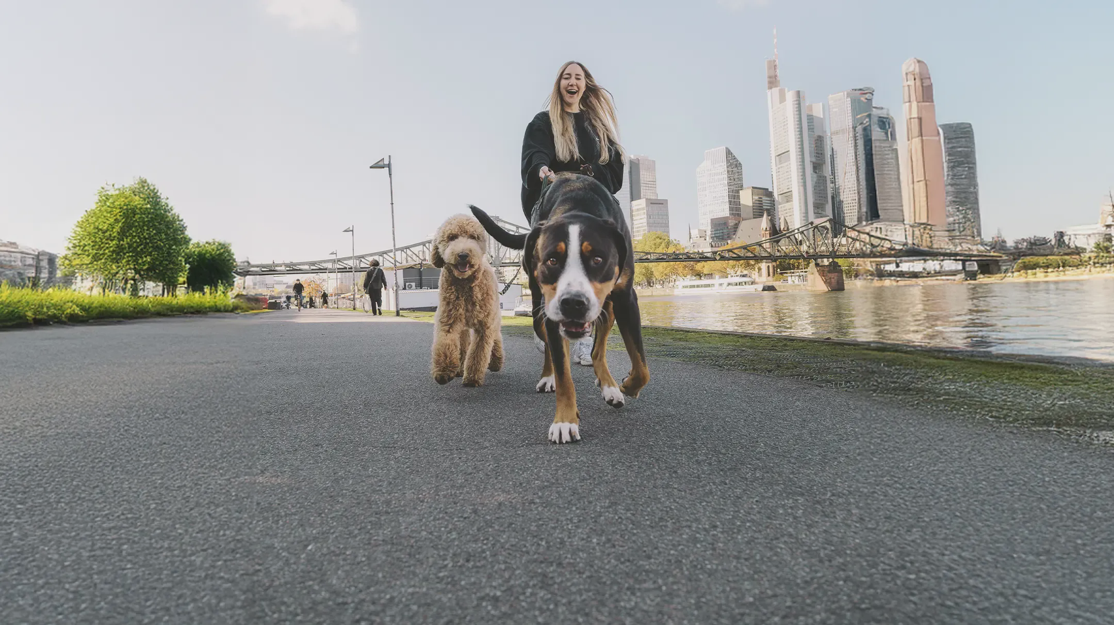 Green Petfood - Dog food Header - two dogs go for a walk in the city