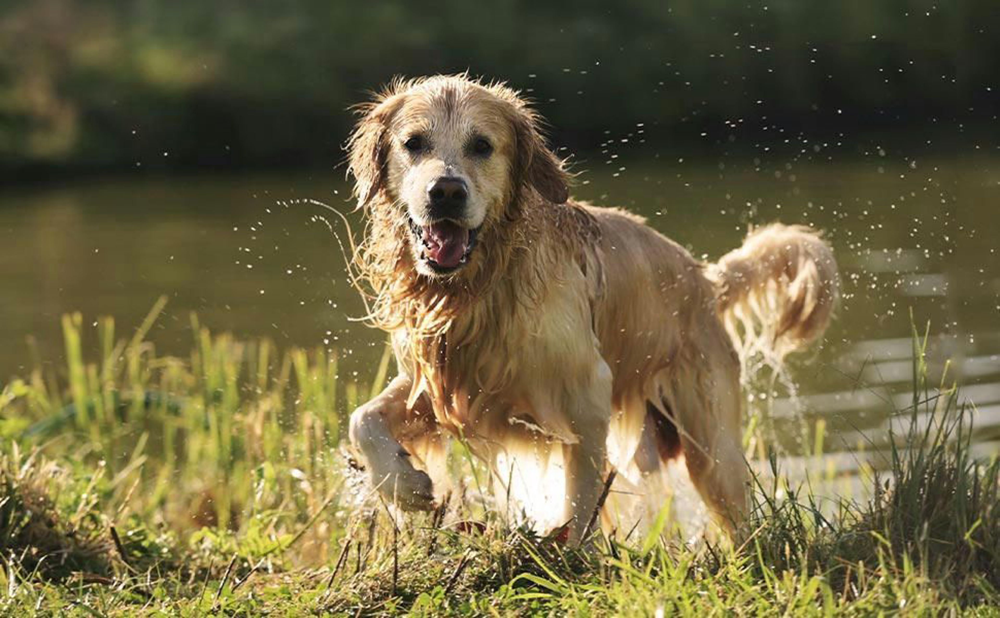 Golden Retriever kommt aus einem See