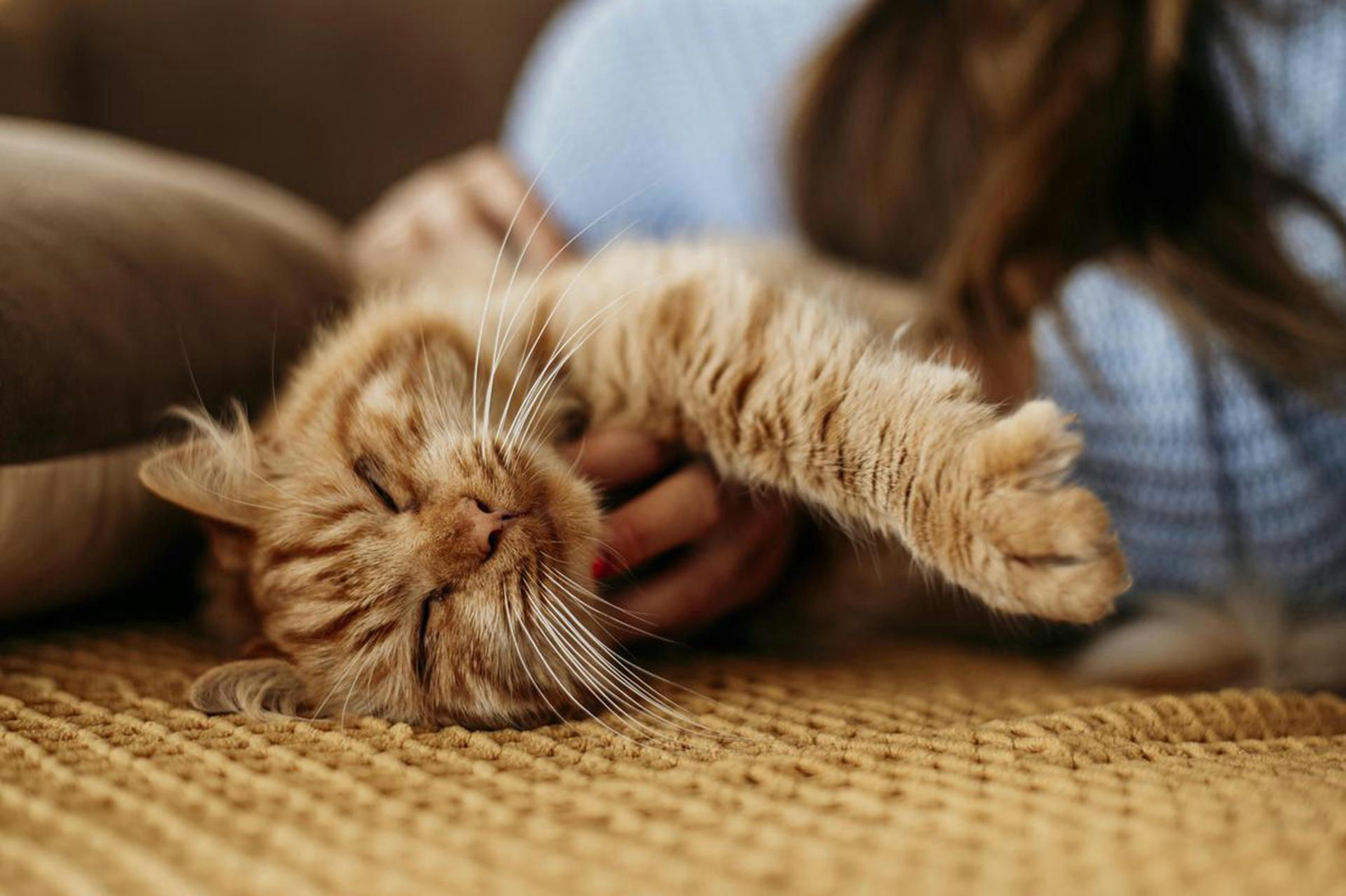 Katze liegt entspannt auf dem Teppich und wird gekrault